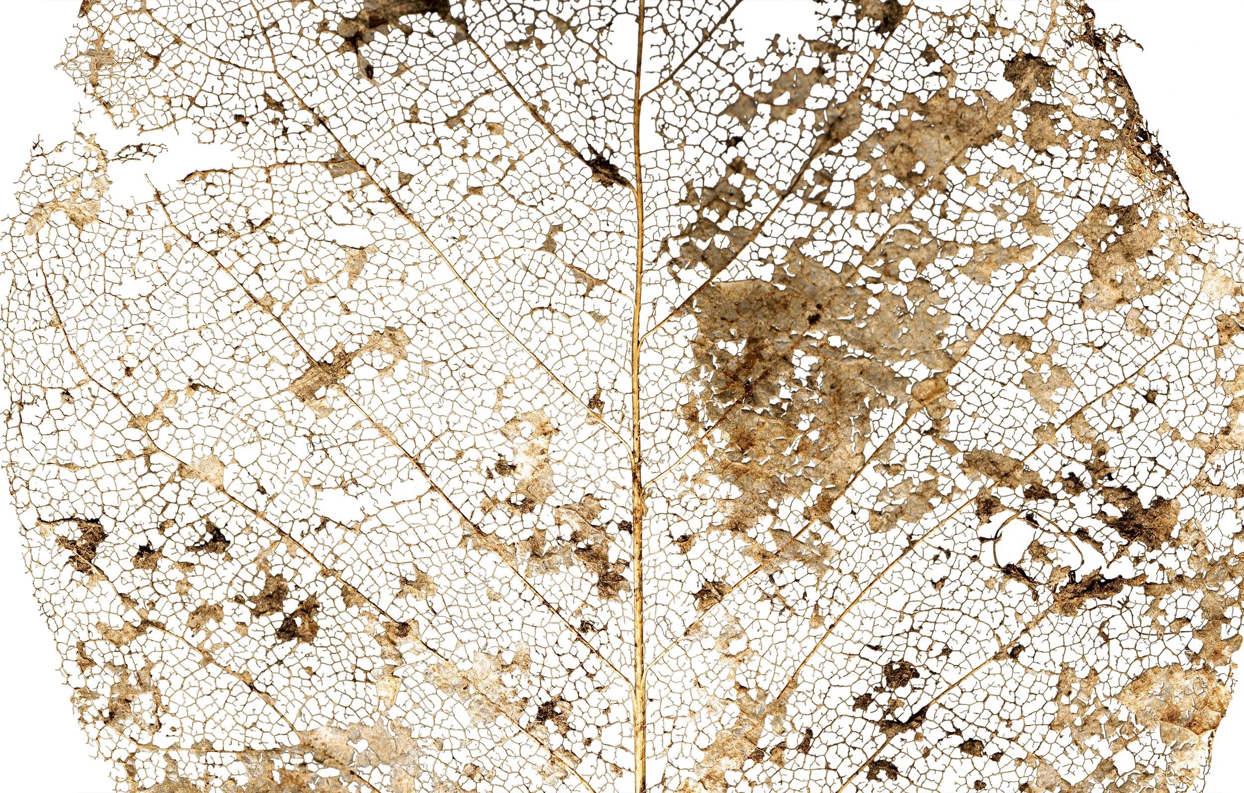 DSELeaf2nd_102416_MASTER.jpg