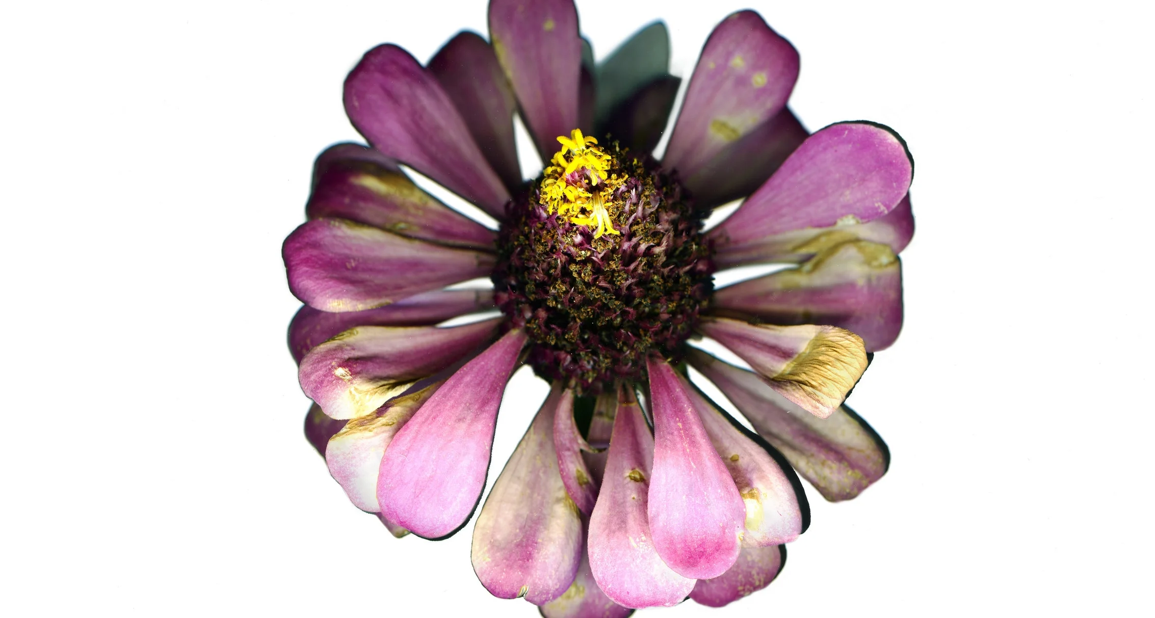Zinnia(October)_100911_MASTER.jpg