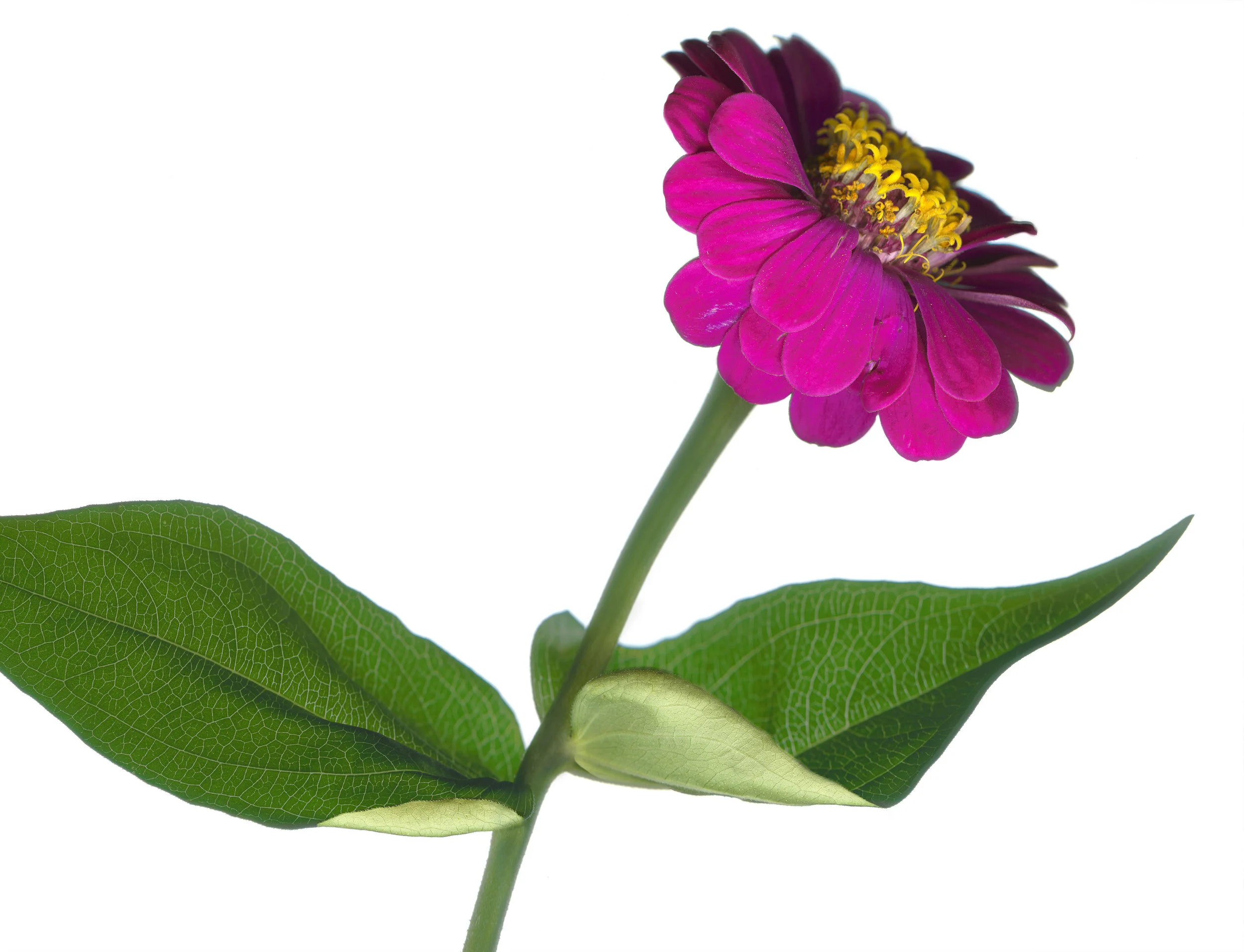 Zinnia_090711_MASTER.jpg