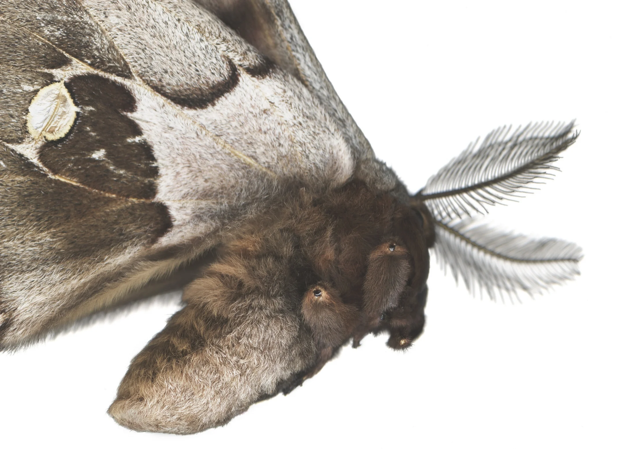 Polyphemus moth