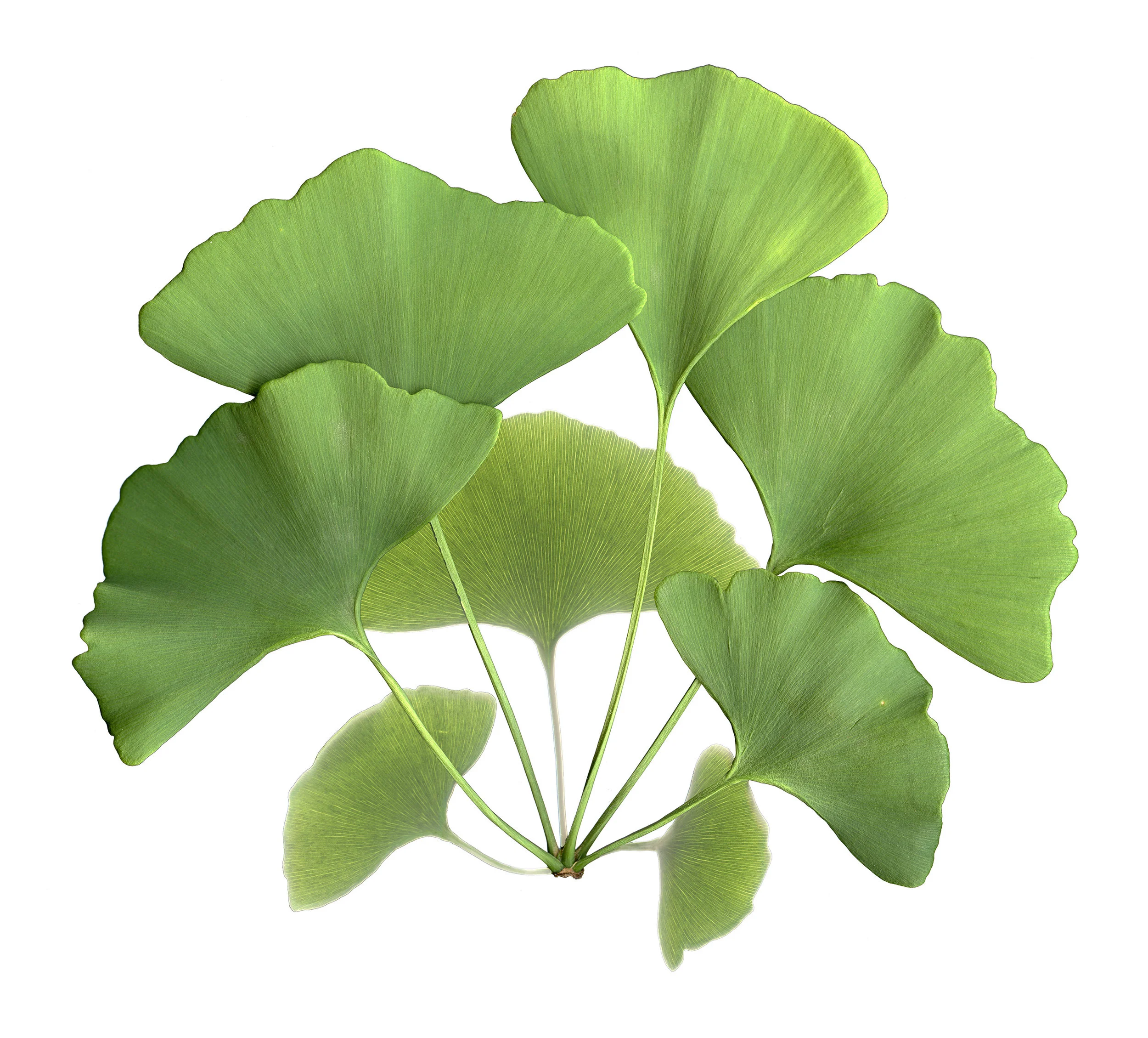 Ginko3a_Comb3_180601.jpg