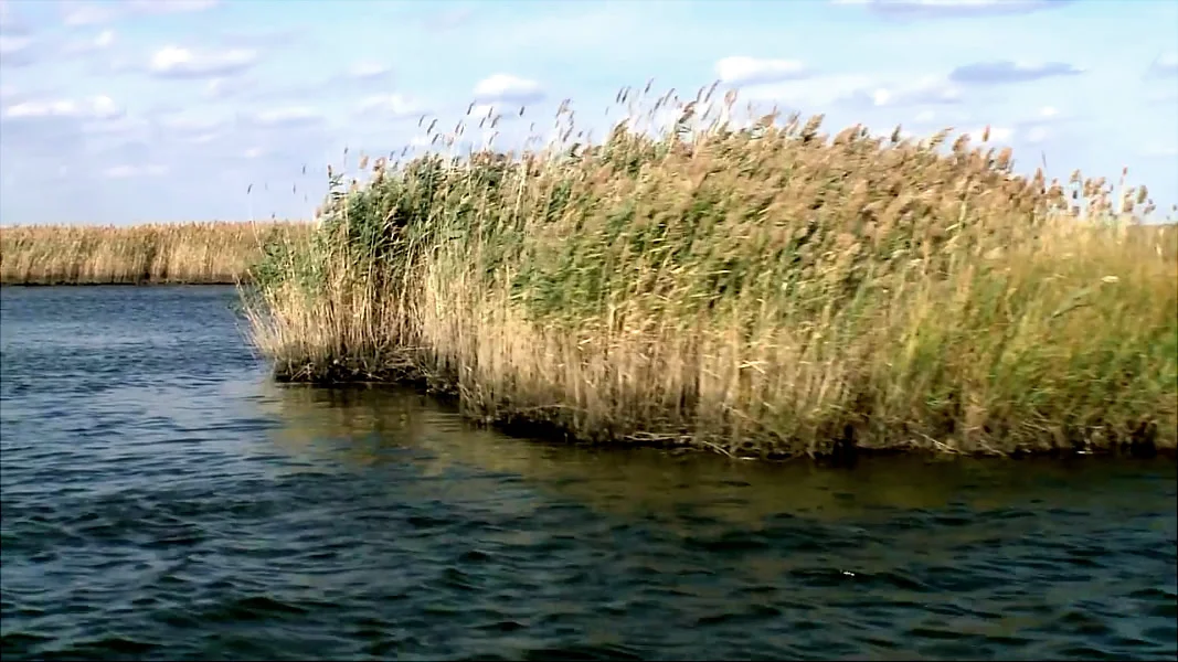 VIDEO: Meadowlands Mayors Link Restored Wetlands to Flood Mitigation [3:09]