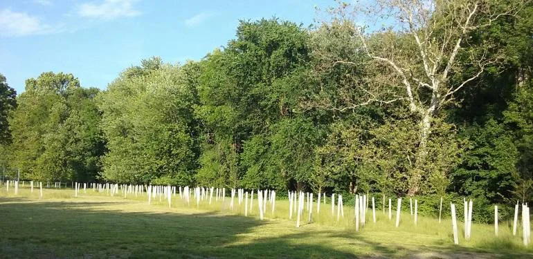 SpringfieldTrees.jpg