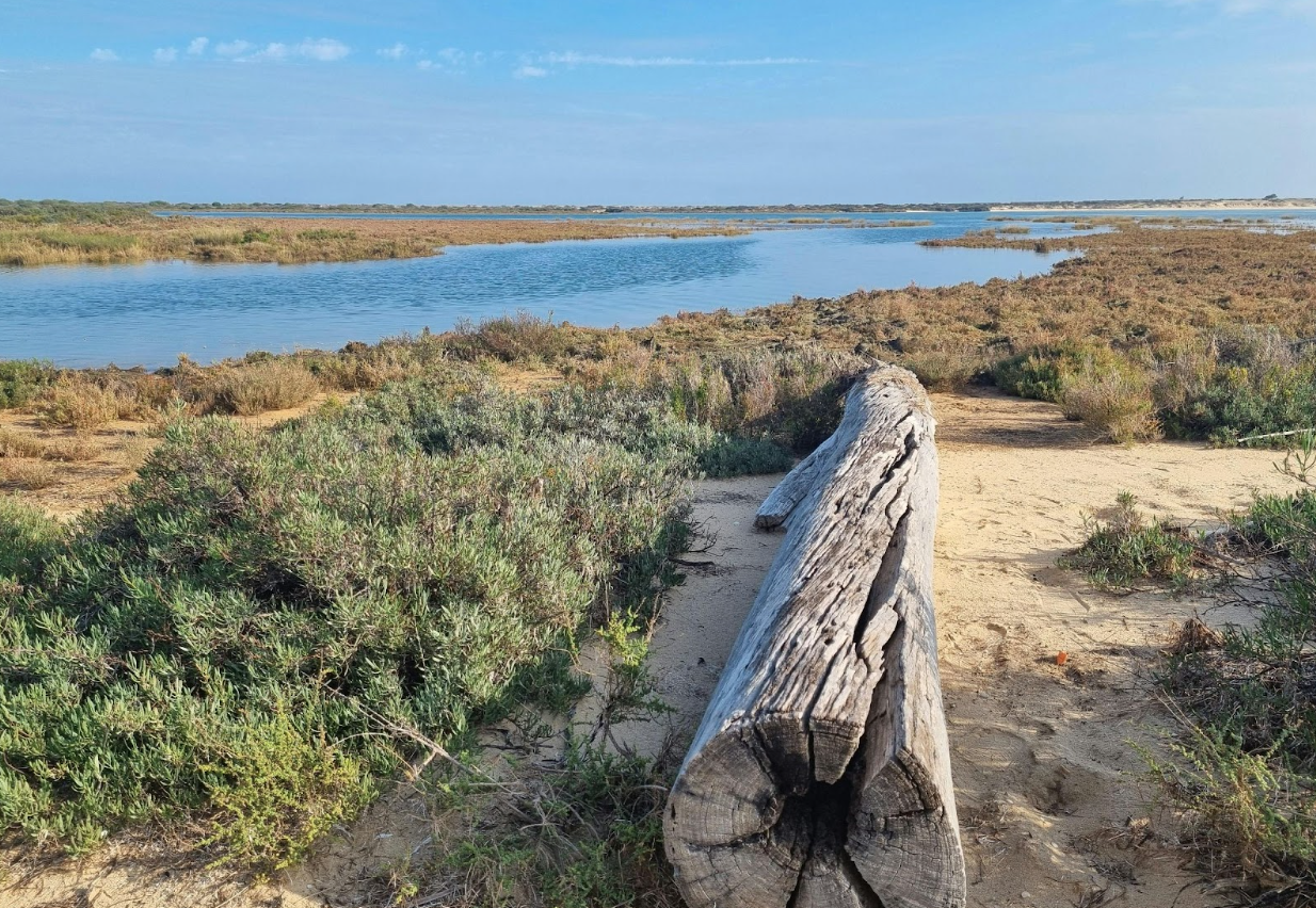 Unpacking with CivicStory: Living Shorelines 