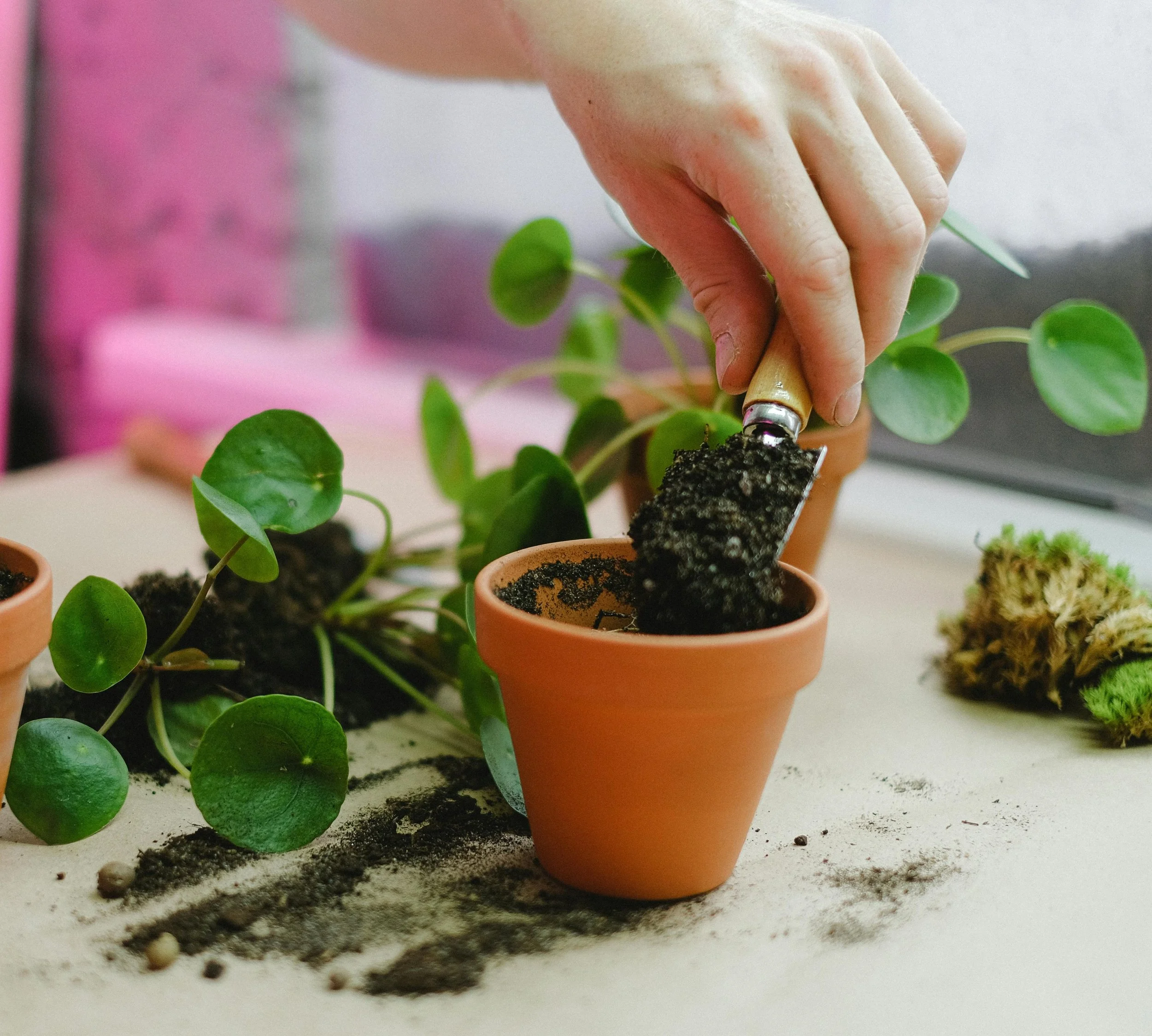 Rewilding the Urban Balcony