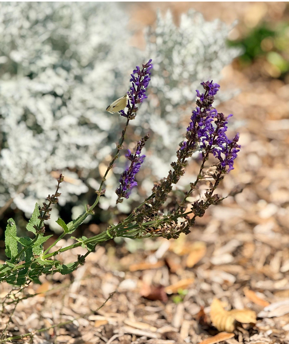 How South Orange Residents Can Support Pollinators Through Their Backyards 