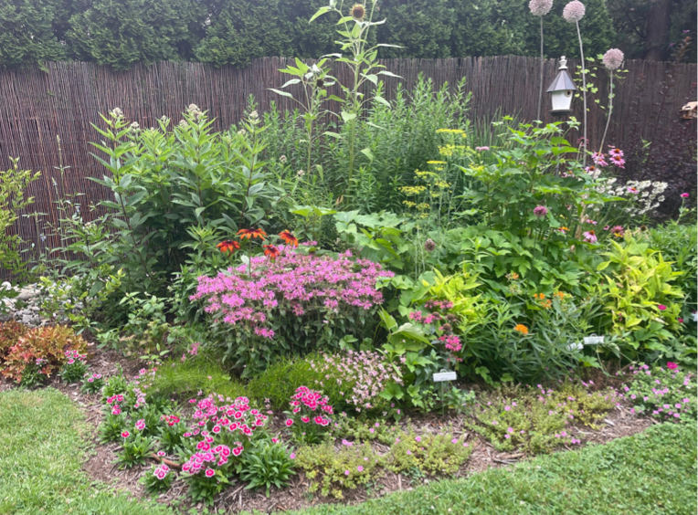 Rewilding North Jersey: How Native Gardens Are Transforming Suburban Backyards 