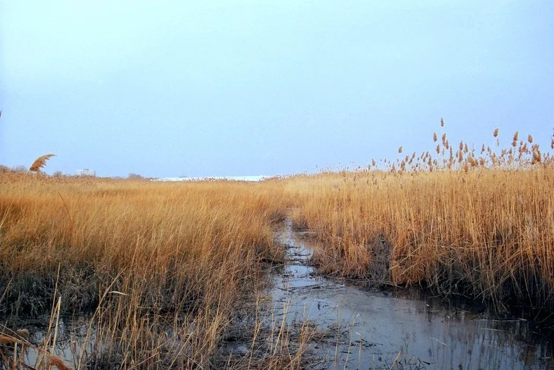 The Meadowlands: Wetland Revived