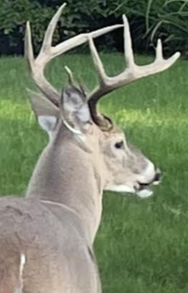Experts Offer Solutions to New Jersey’s Deer Dilemma