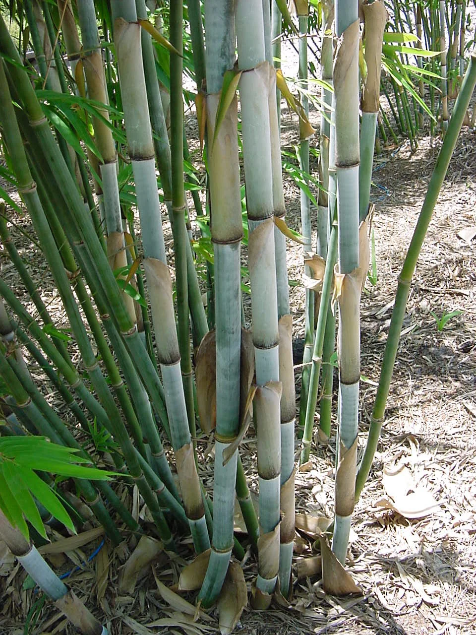 Bambusa chungii