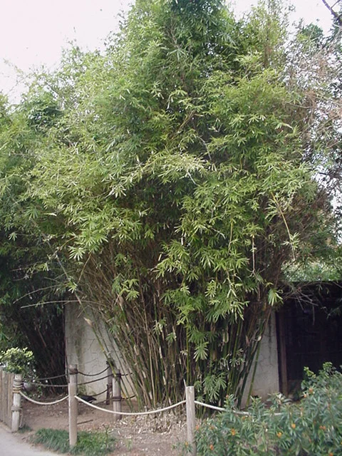 Green Hedge Bamboo