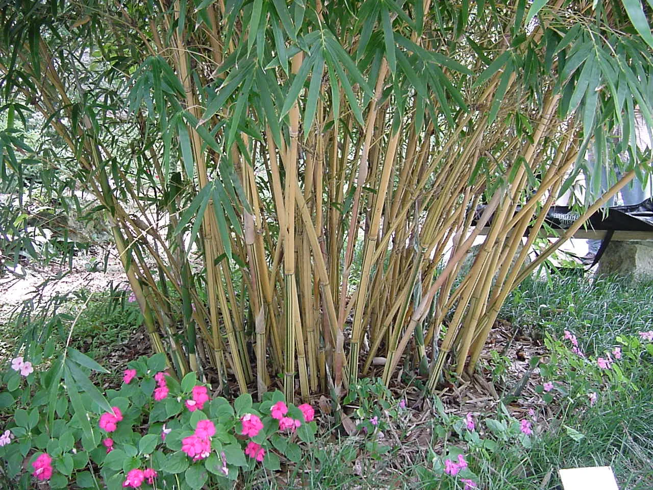 Bambusa multiplex 'Alphonse Karr'