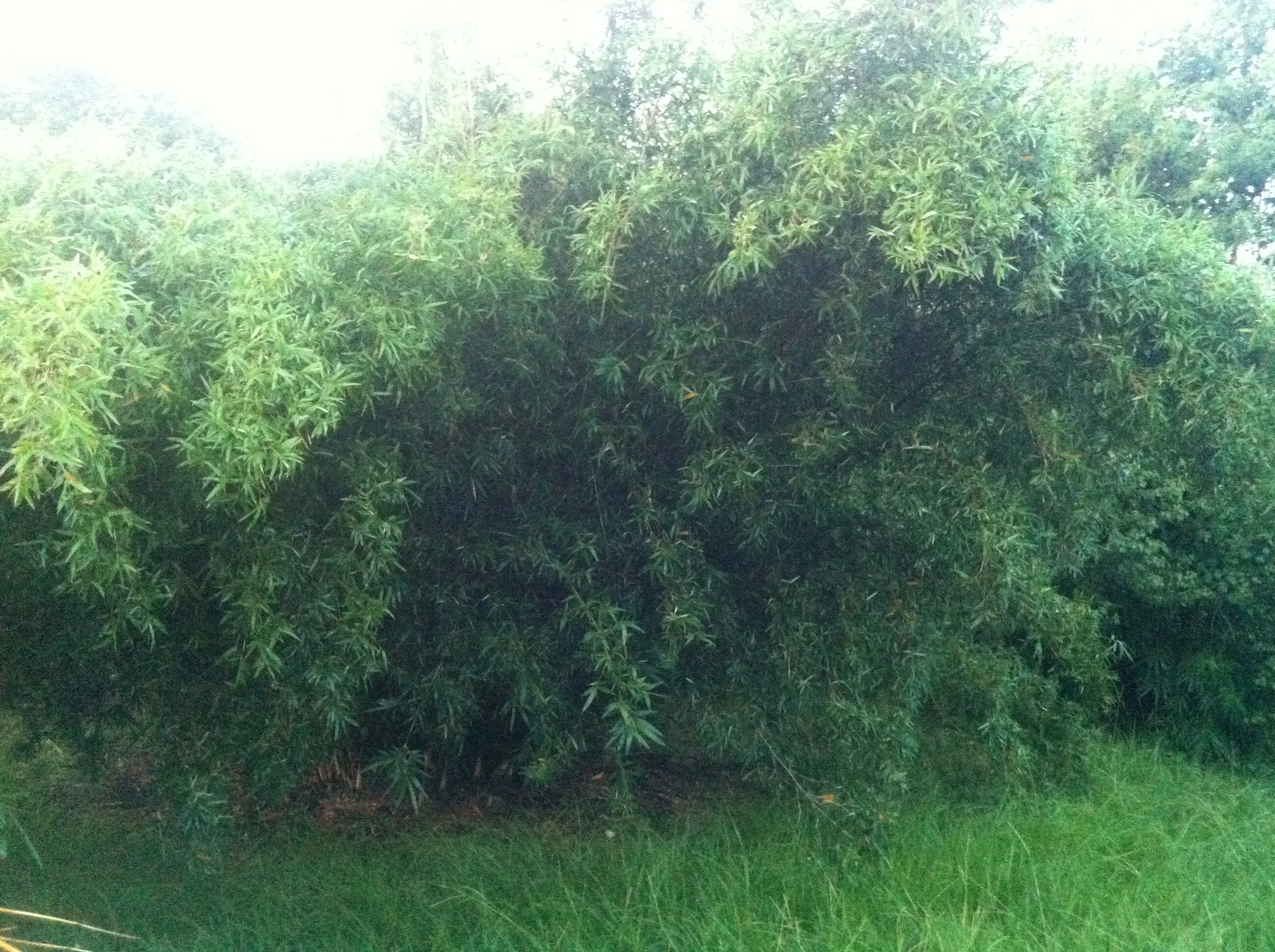 Bambusa multiplex 'Silverstripe'