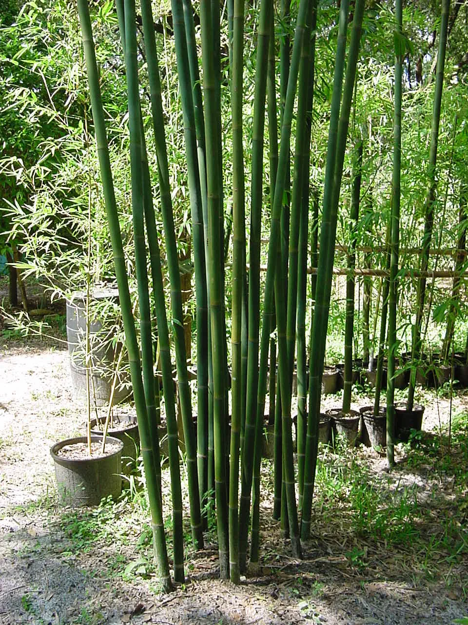 Emerald Bamboo —