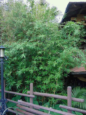 BMAlphonsekarr7 copy.gif