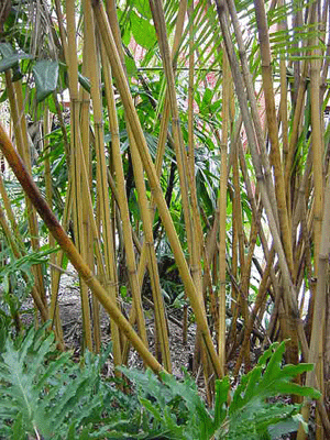 BMAlphonseKarr1 copy.gif