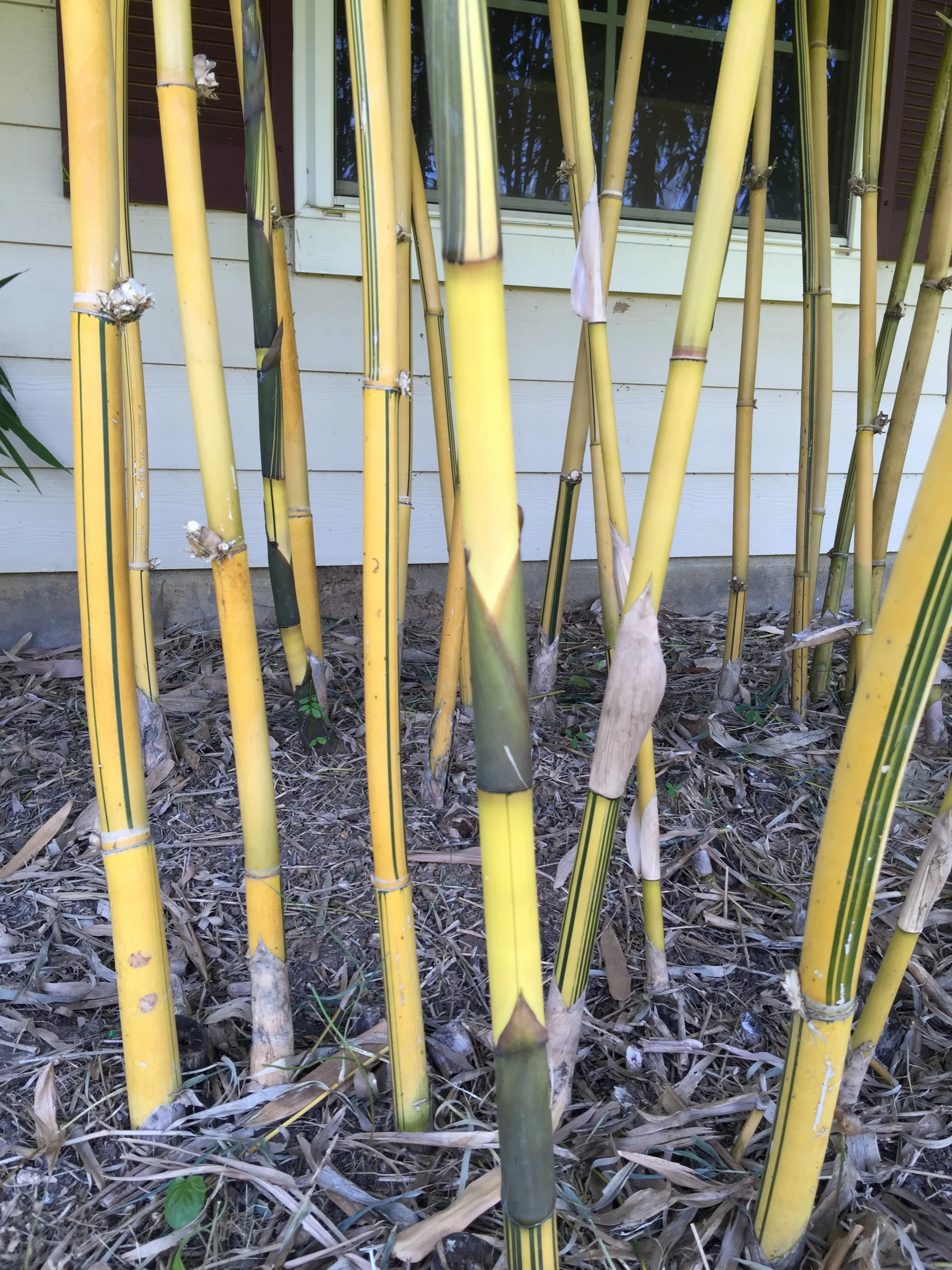 Asian Lemon