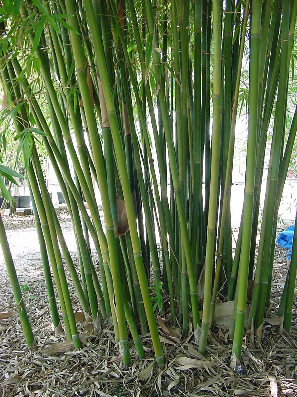 Buy Graceful Bamboo (Bambusa textilis 'Gracilis'), FREE SHIPPING, Wilson  Bros Gardens