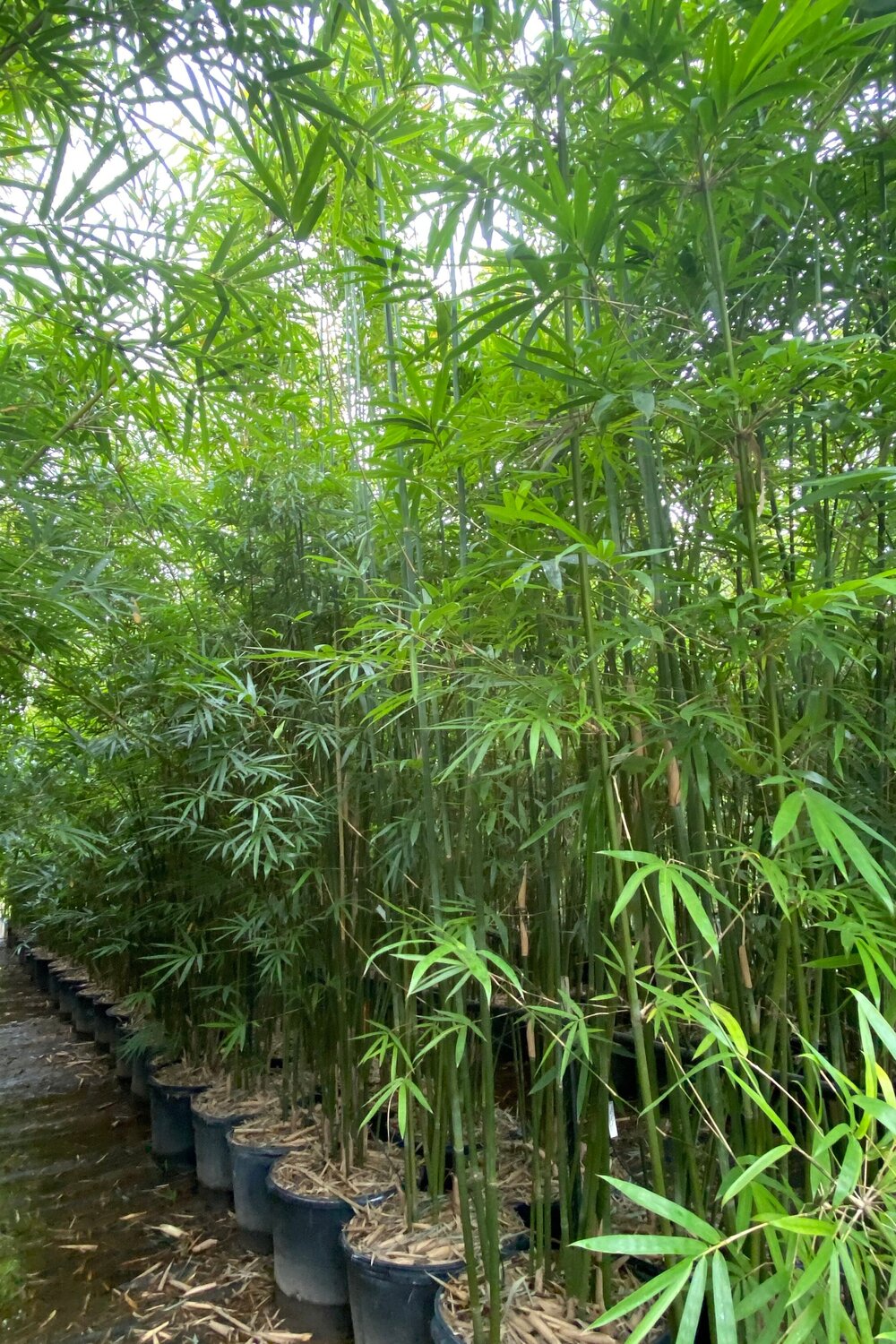 About Us — BAMBOOTEXAS.COM