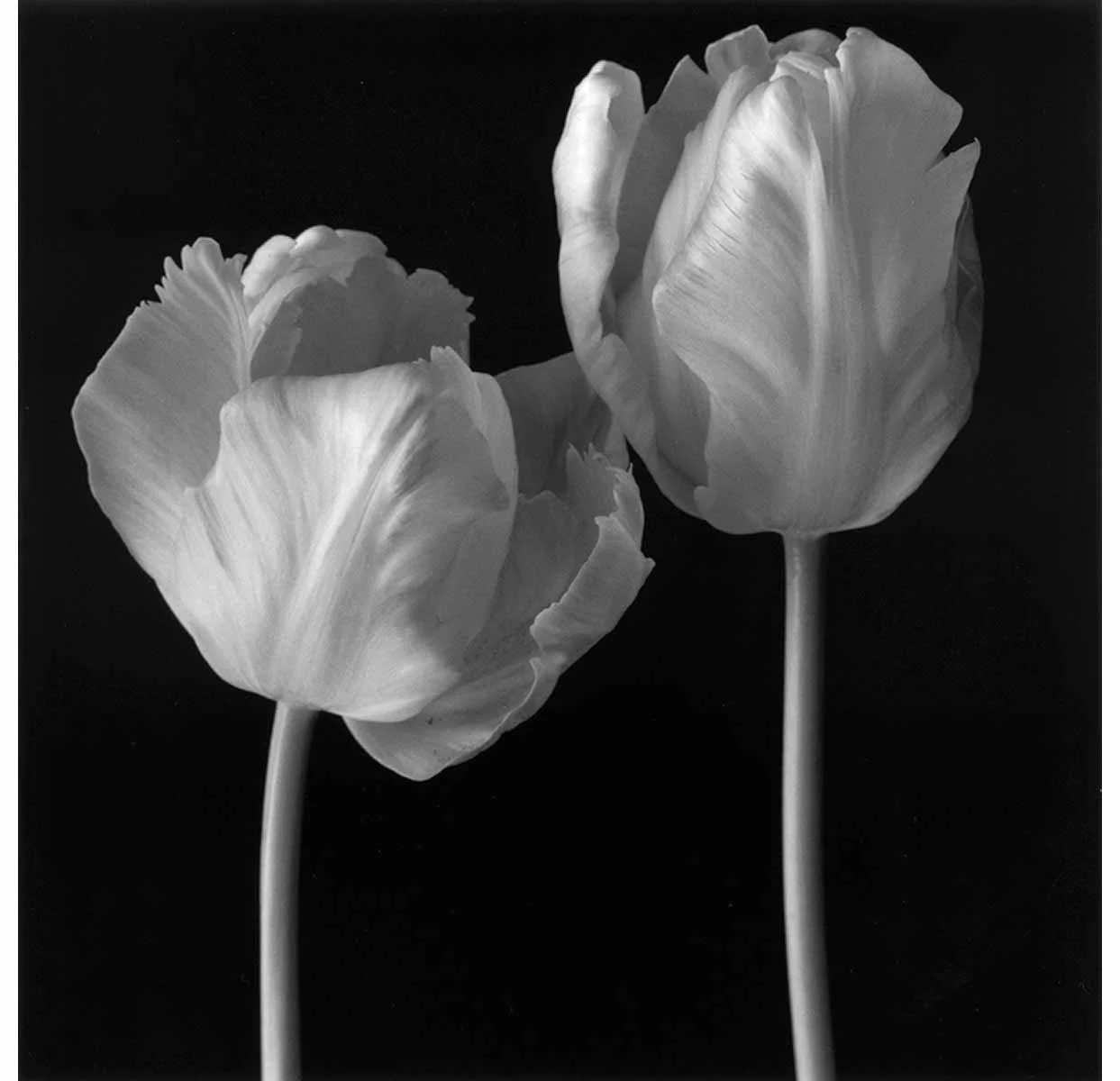 Brigitte Carnochan