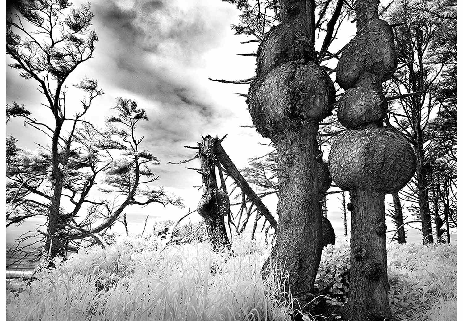 Mitch Dobrowner