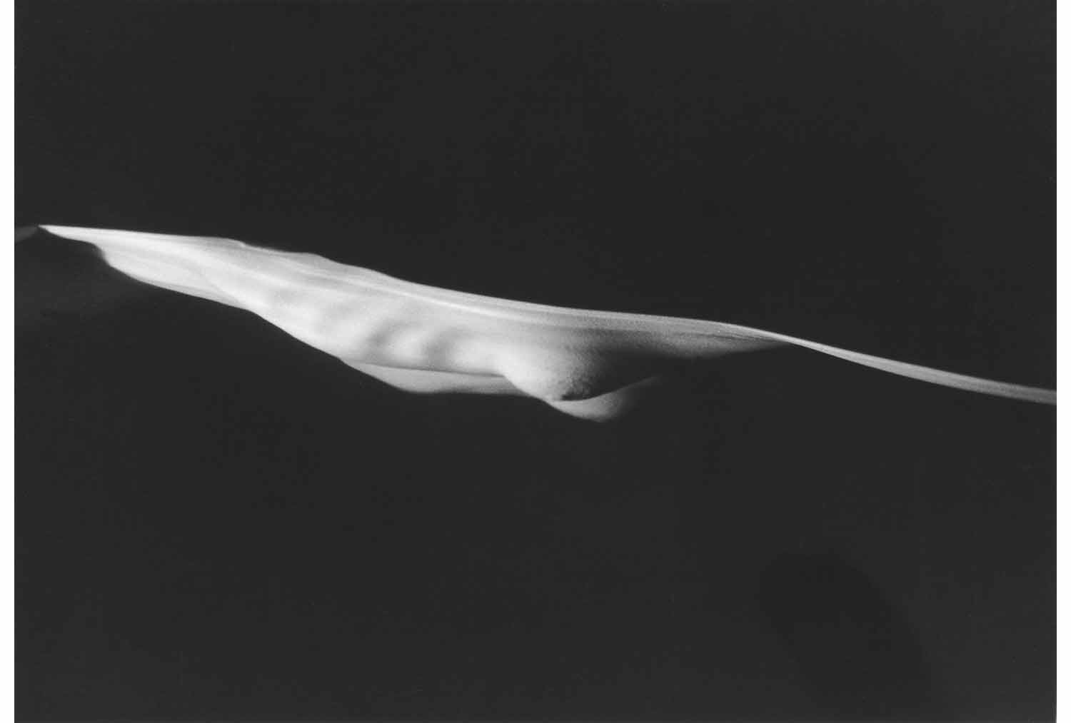 Connie Imboden