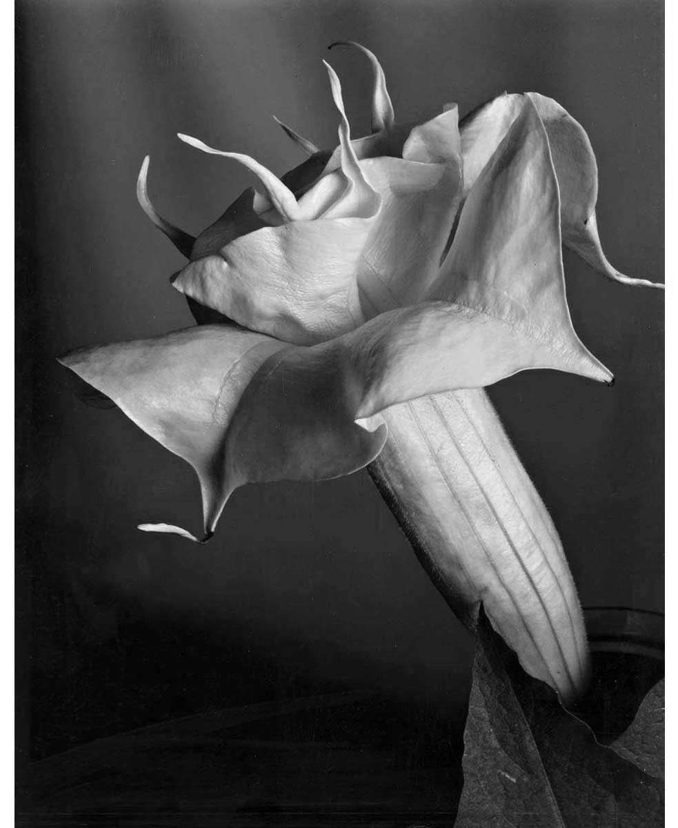 Imogen Cunningham