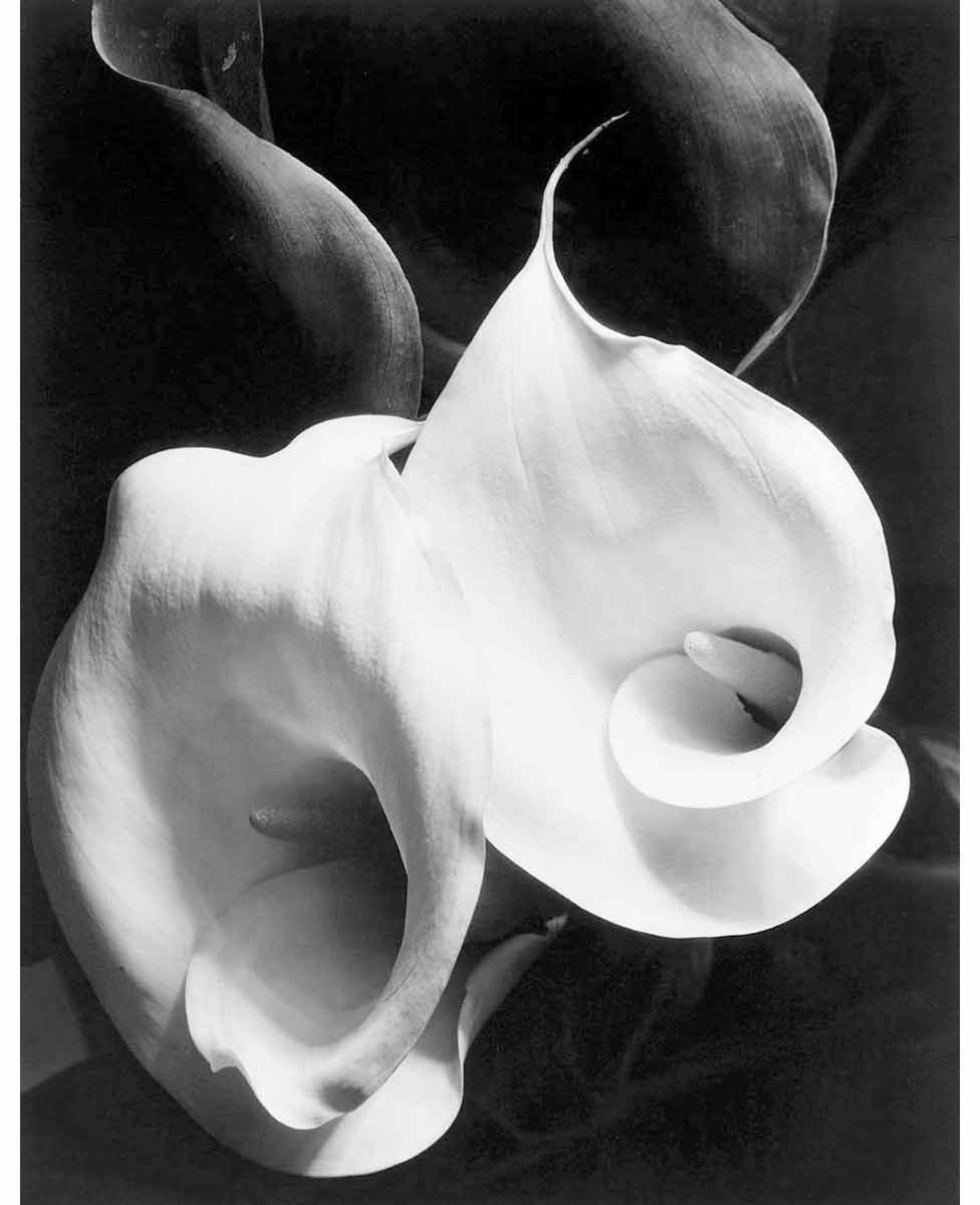 Imogen Cunningham