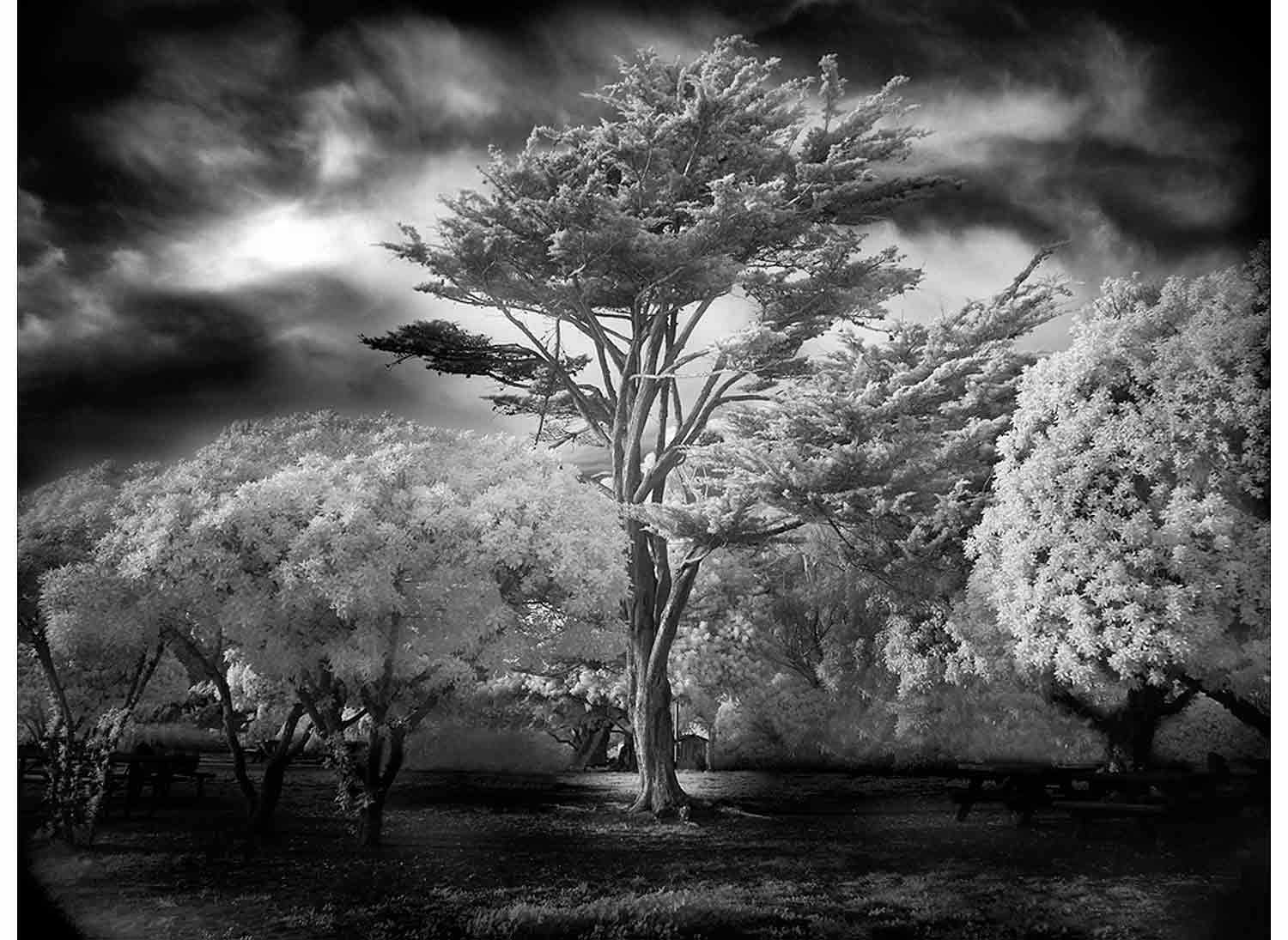 Mitch-Dobrowner_Wind-Swept-Tree.jpg