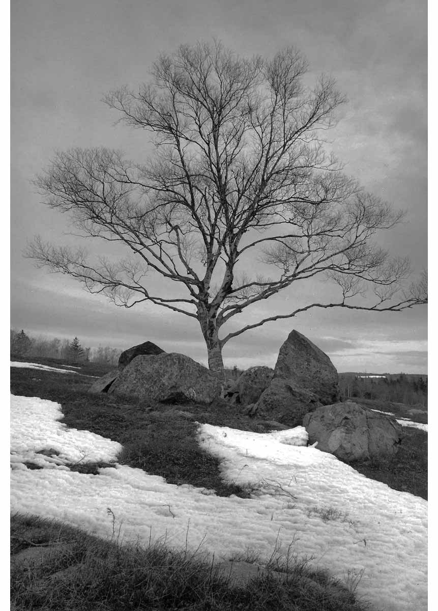 George Tice, The Janus Turn