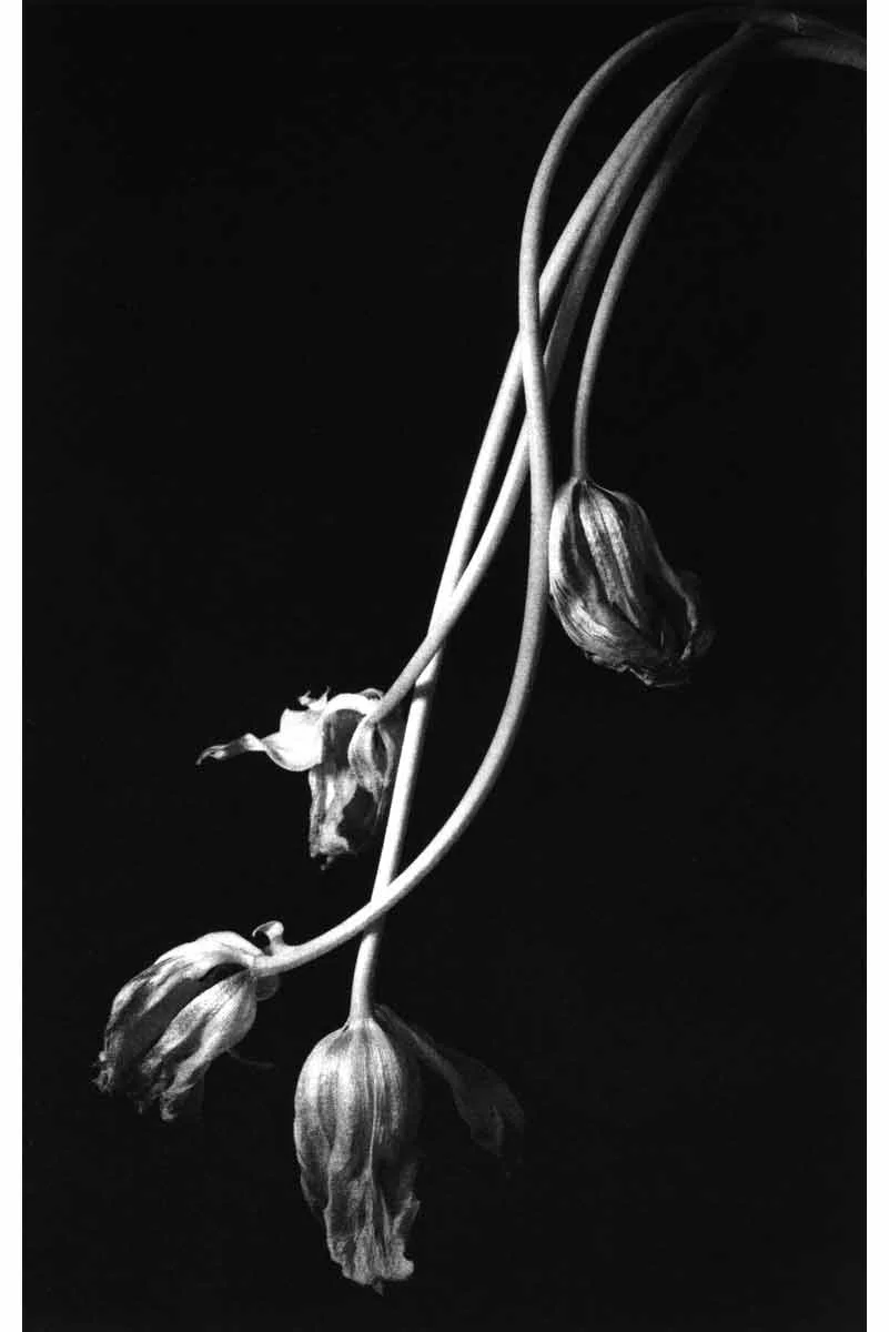  Kenro Izu