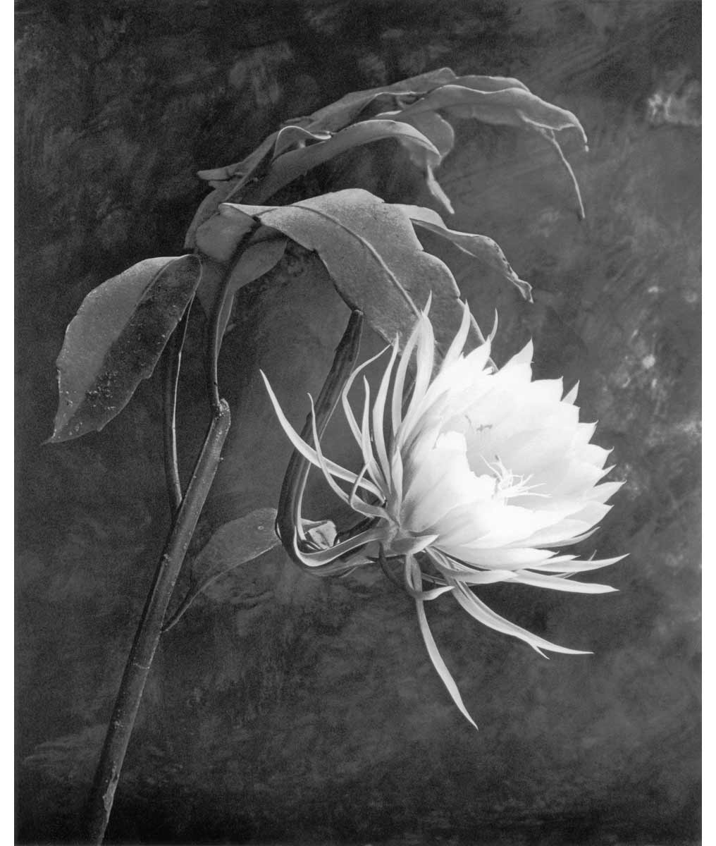  Cy DeCosse, Queen of the Night from Volume 4 (a print is available)
