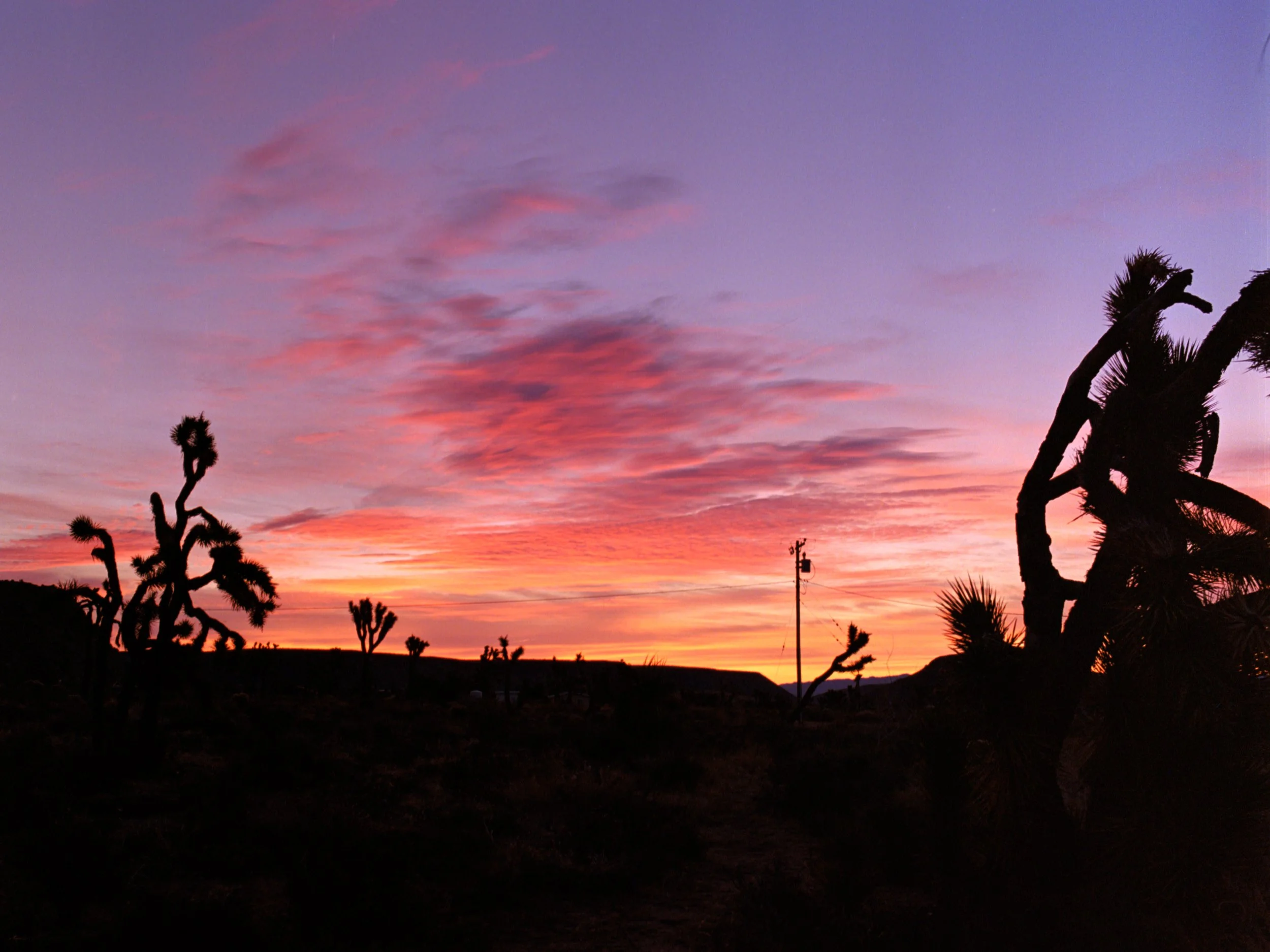 joshua tree (3).jpg