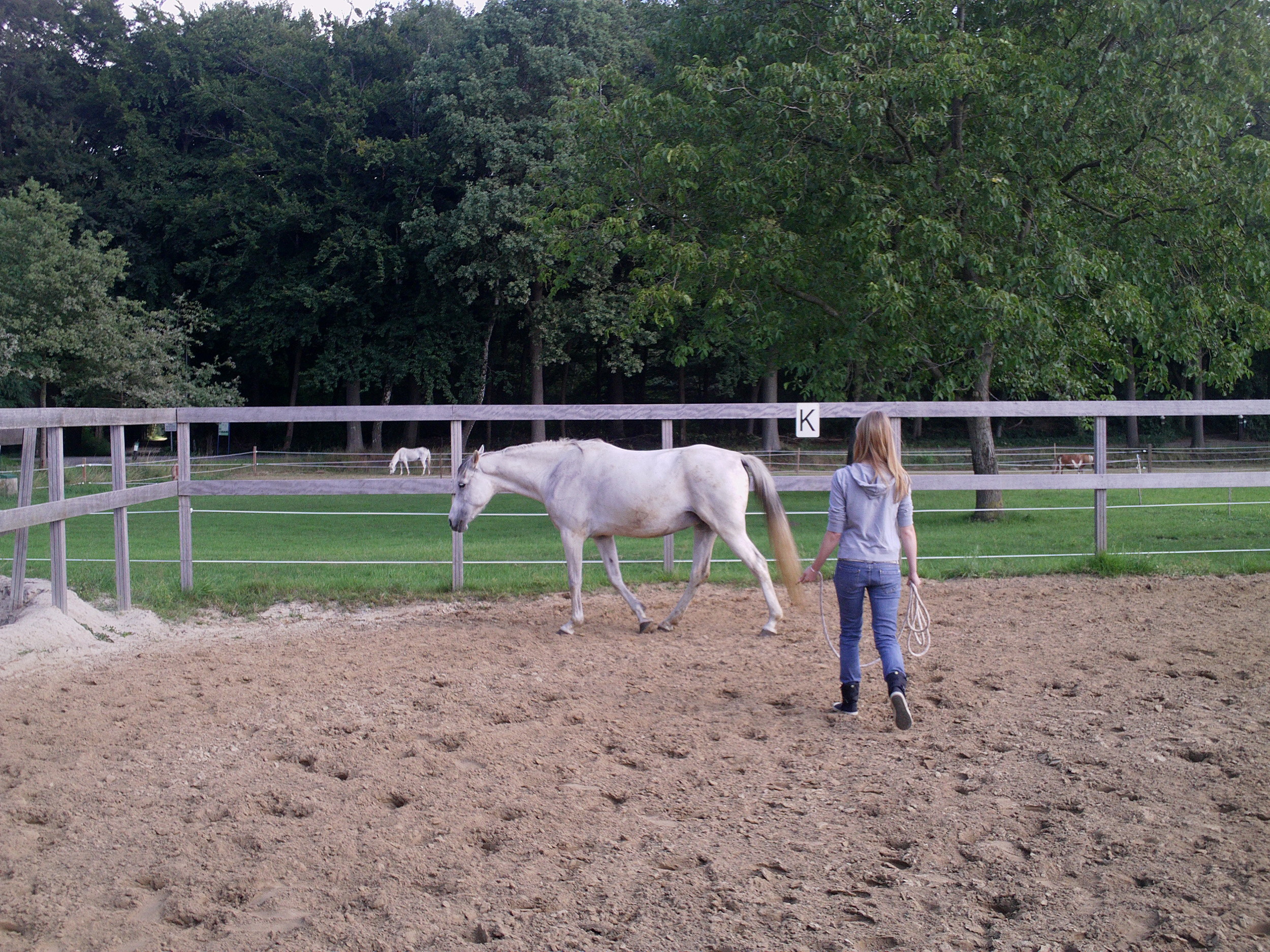 Met non verbale signalen richting aan het paard geven