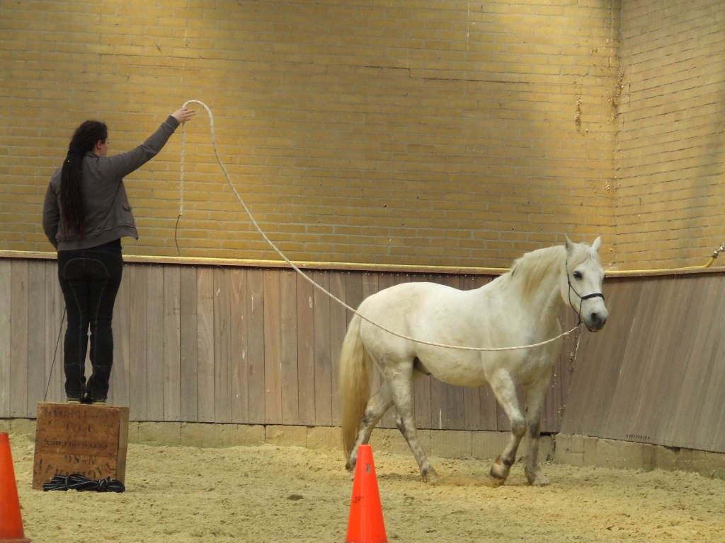 widar-schrik-en-obstakeltraining.jpg