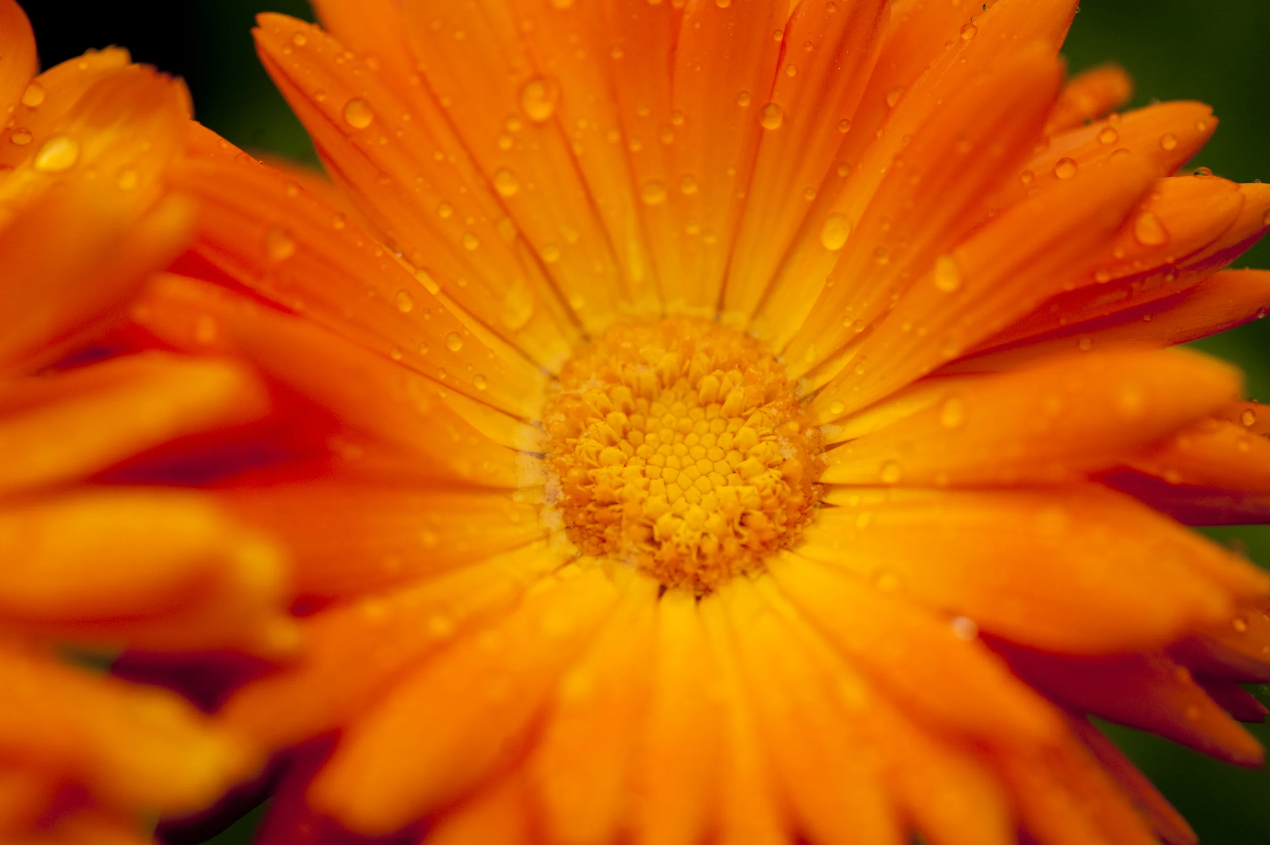 planten worden bereid tot homeopathisch middel