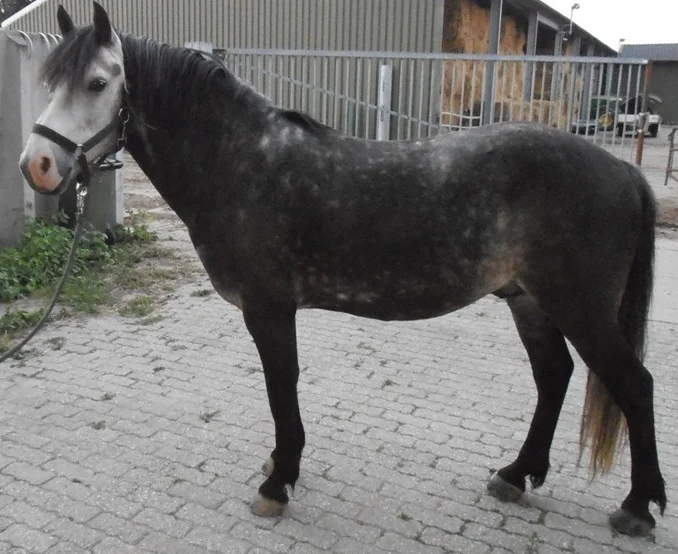 sander
