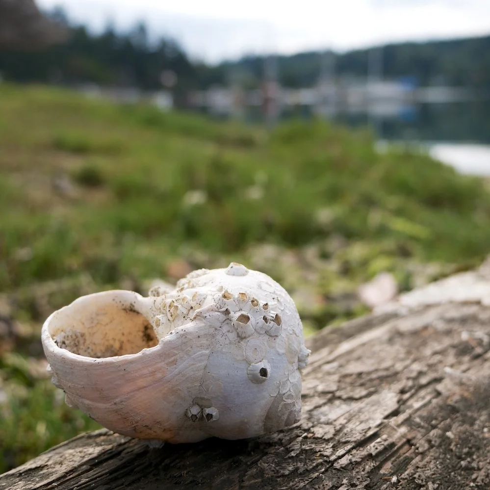 Bainbridge Island