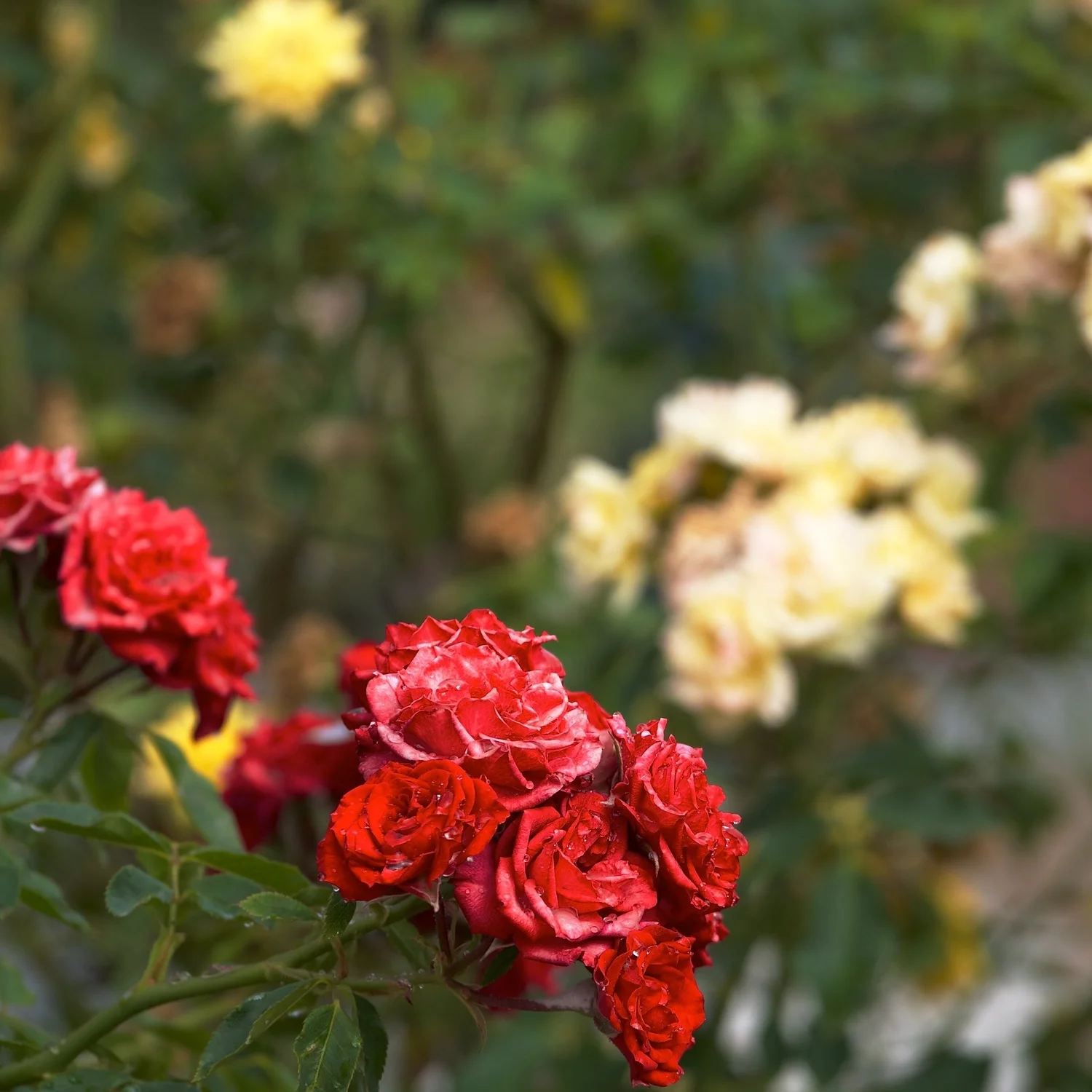 San Jose, 25-Sep-2014