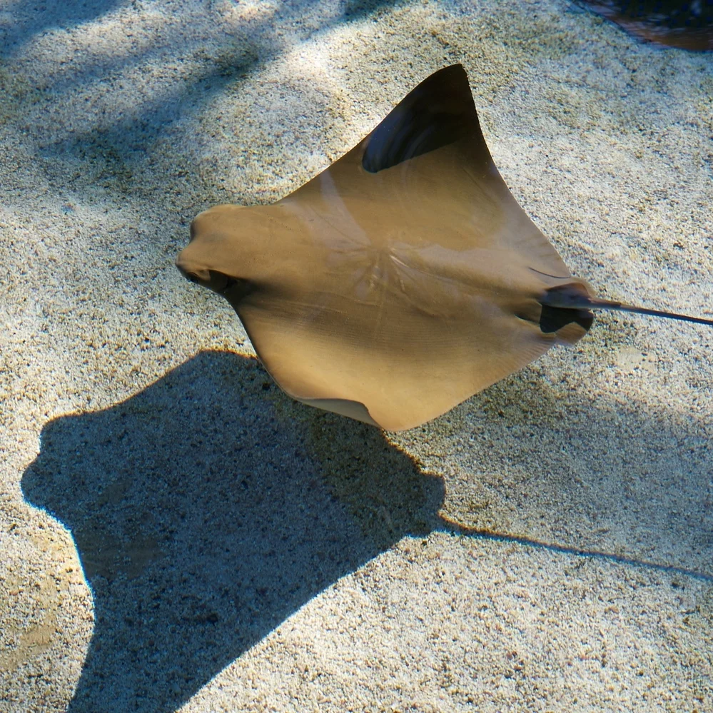 Downey and Long Beach, 31 December 2014