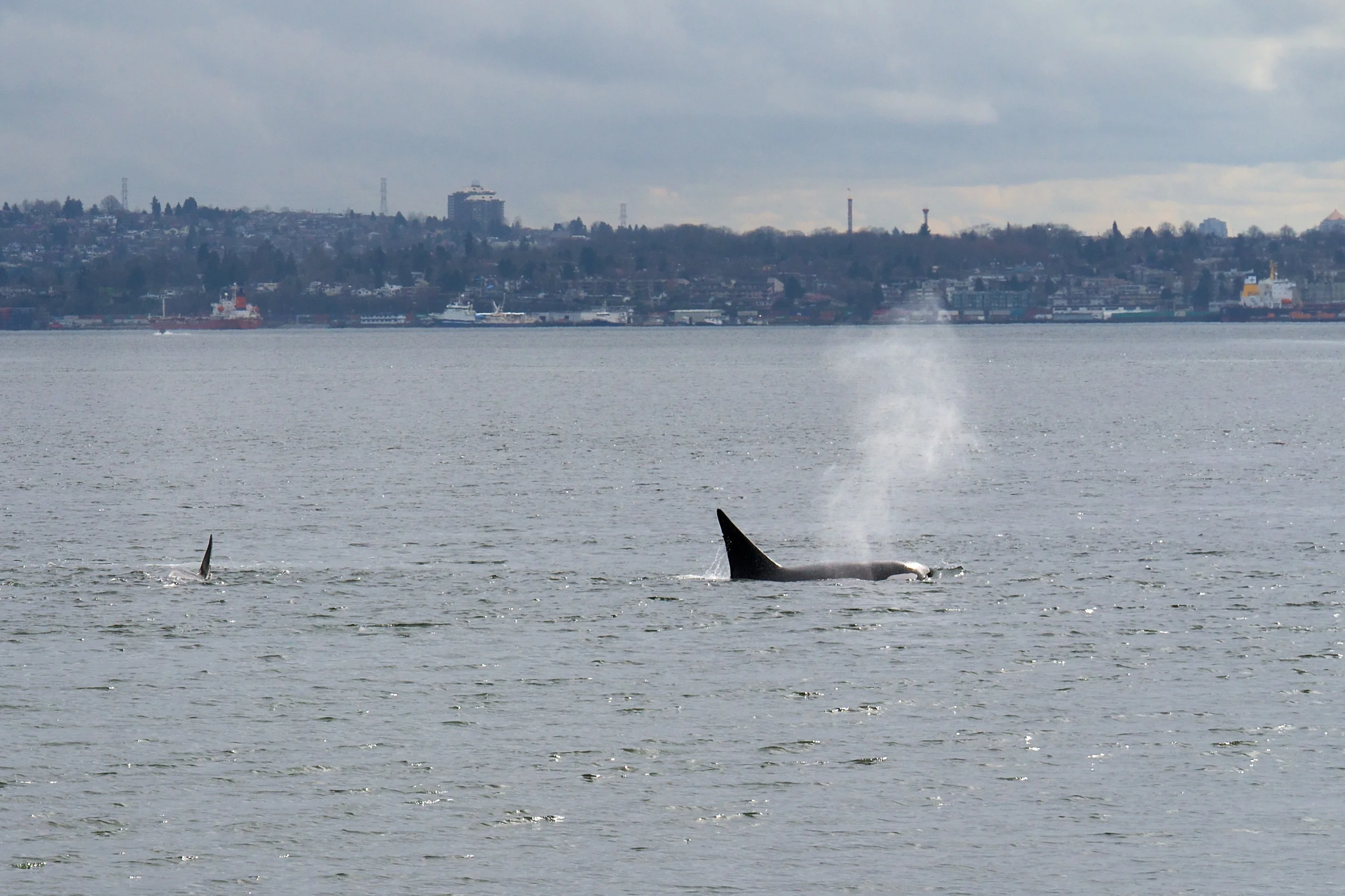 Orcas