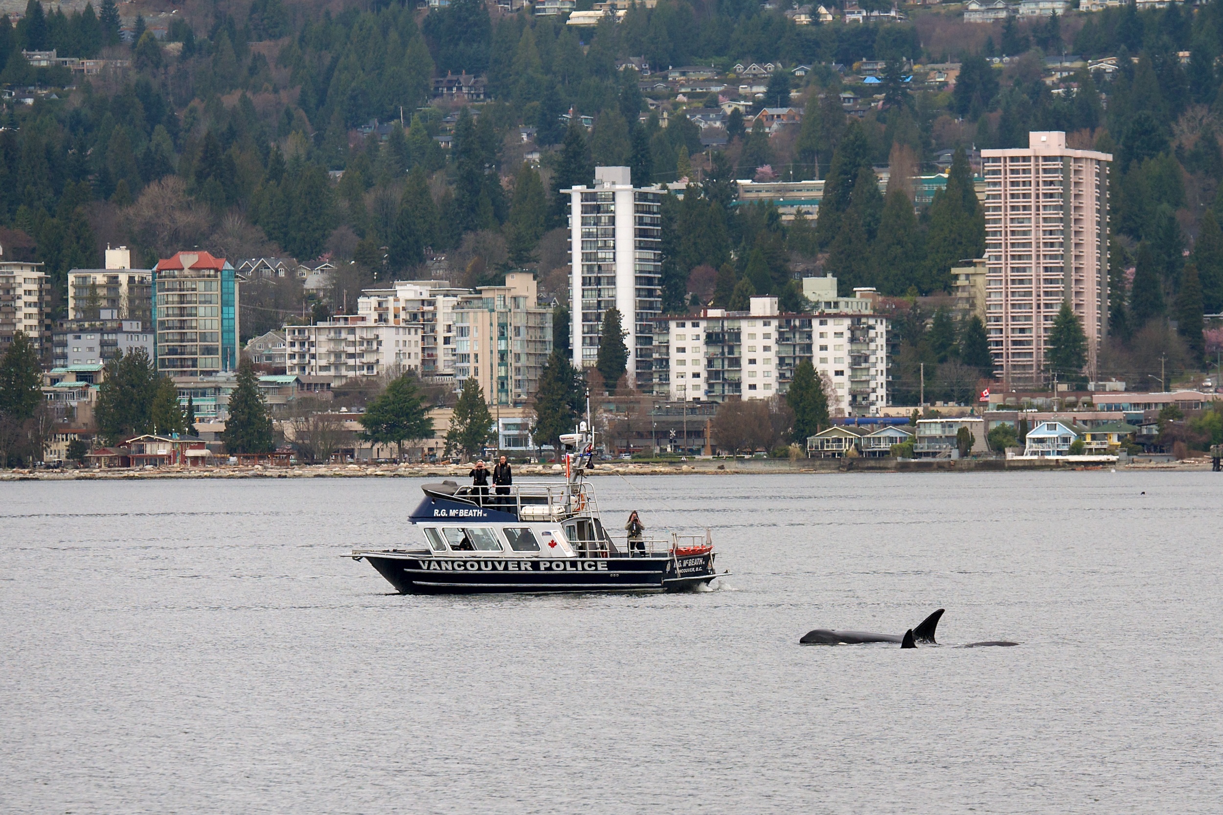 Police boat following the orcas