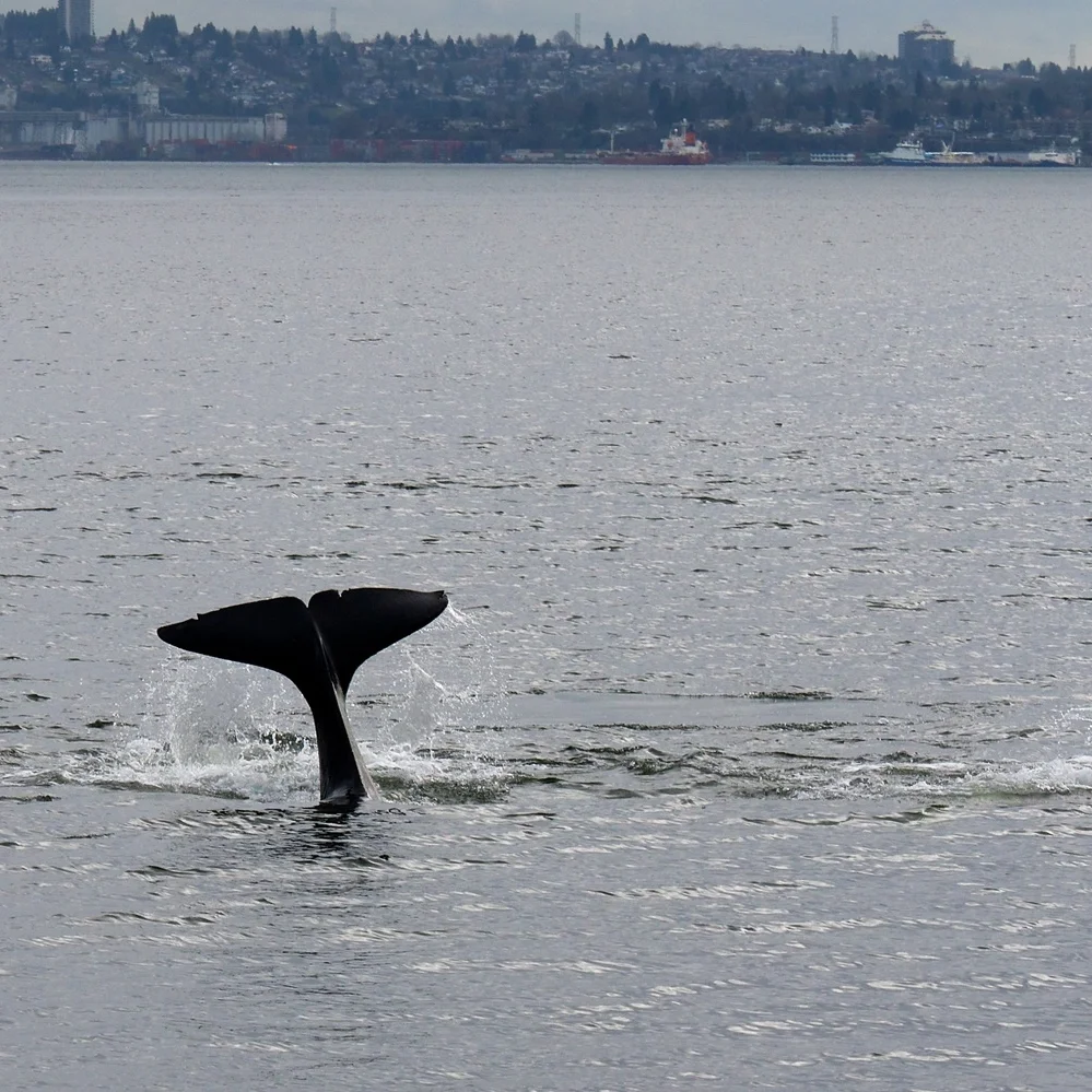 Vancouver, 12-March 2015