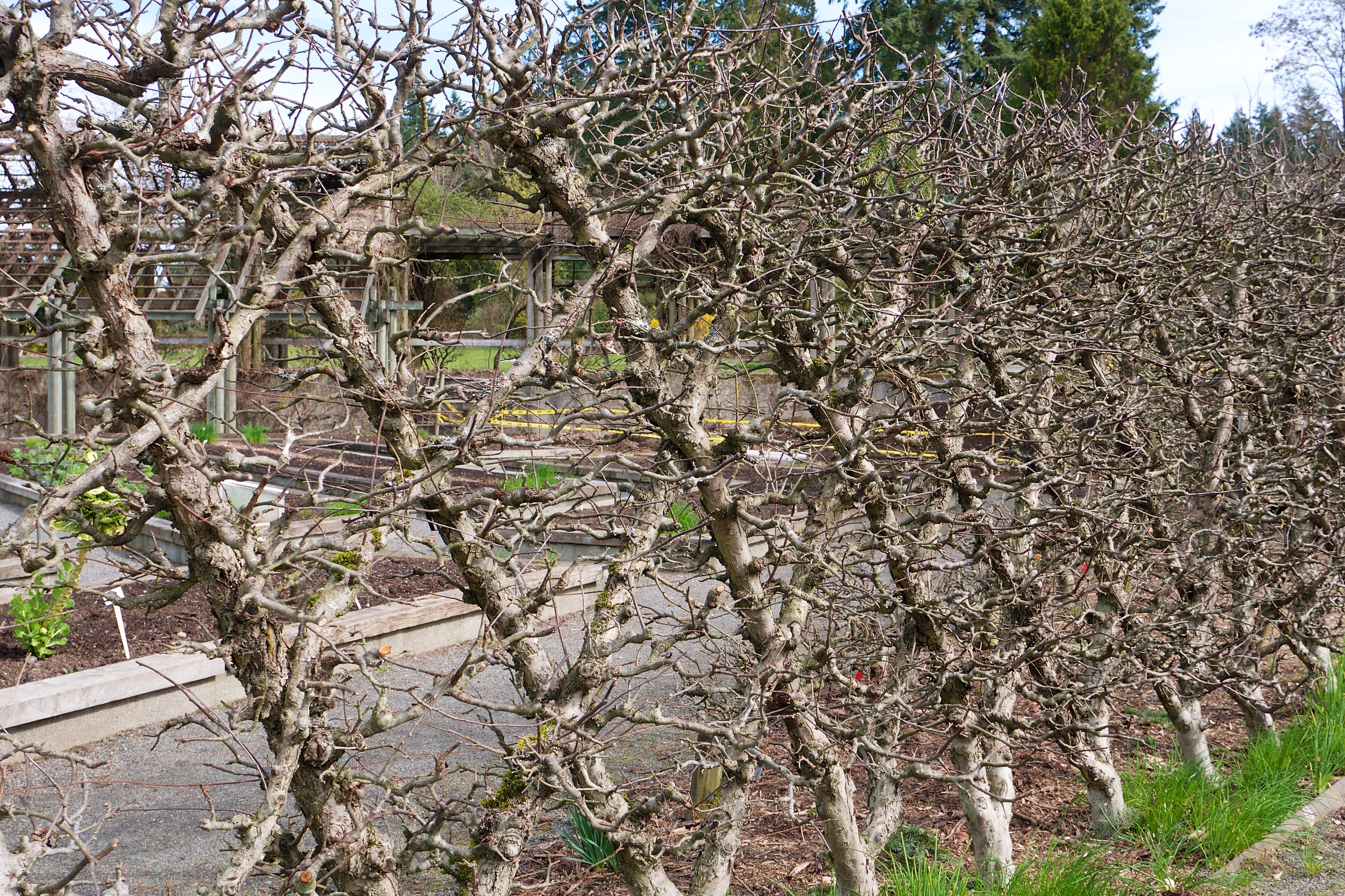 Espalier in the Food Garden