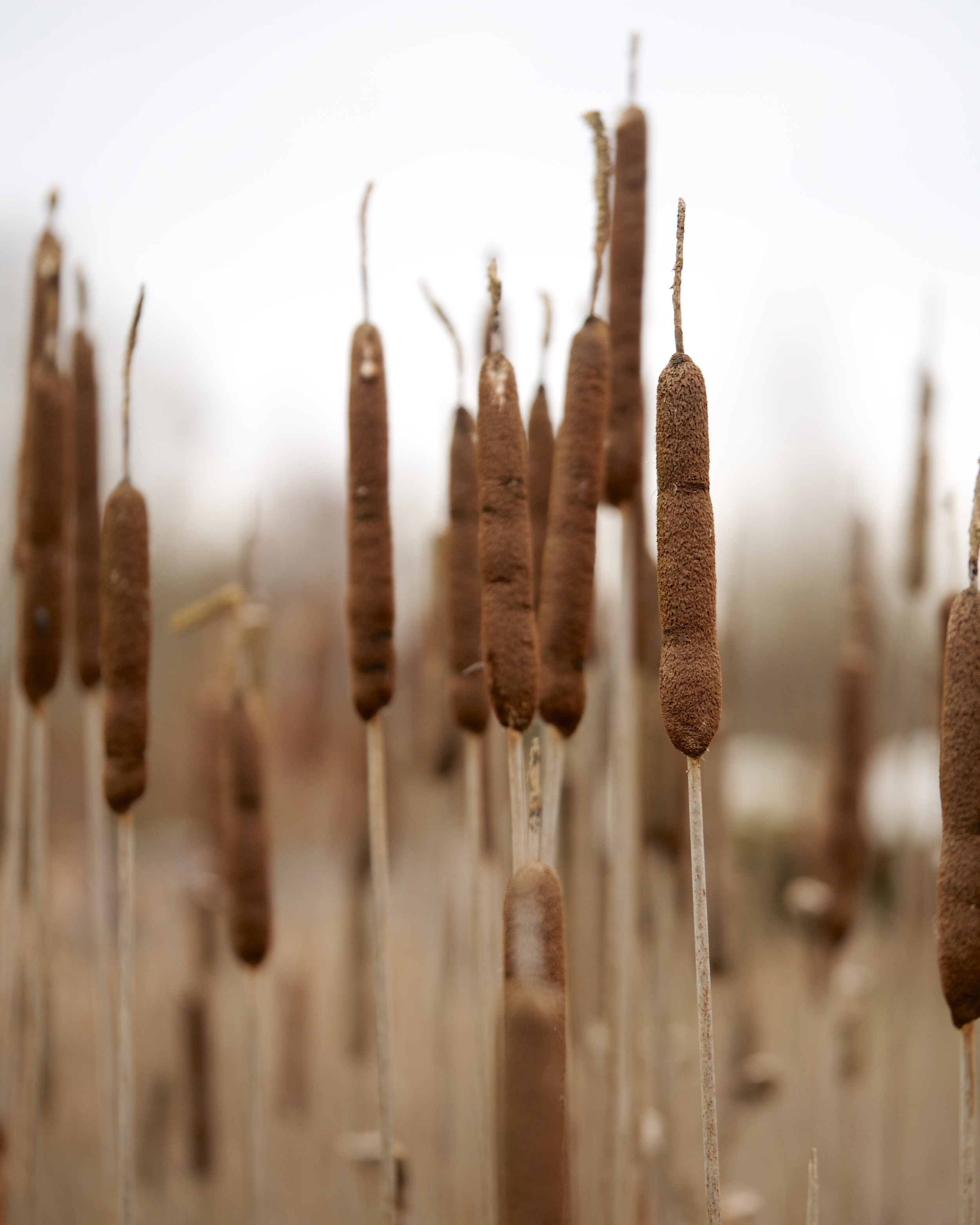 Cattails