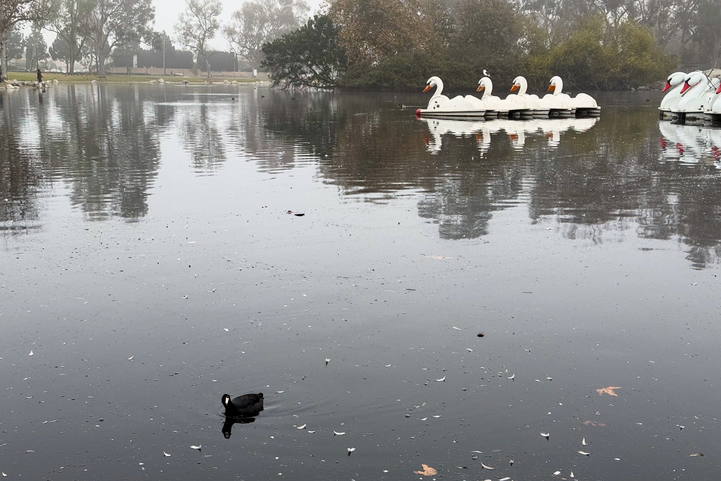 Coot and swan boats