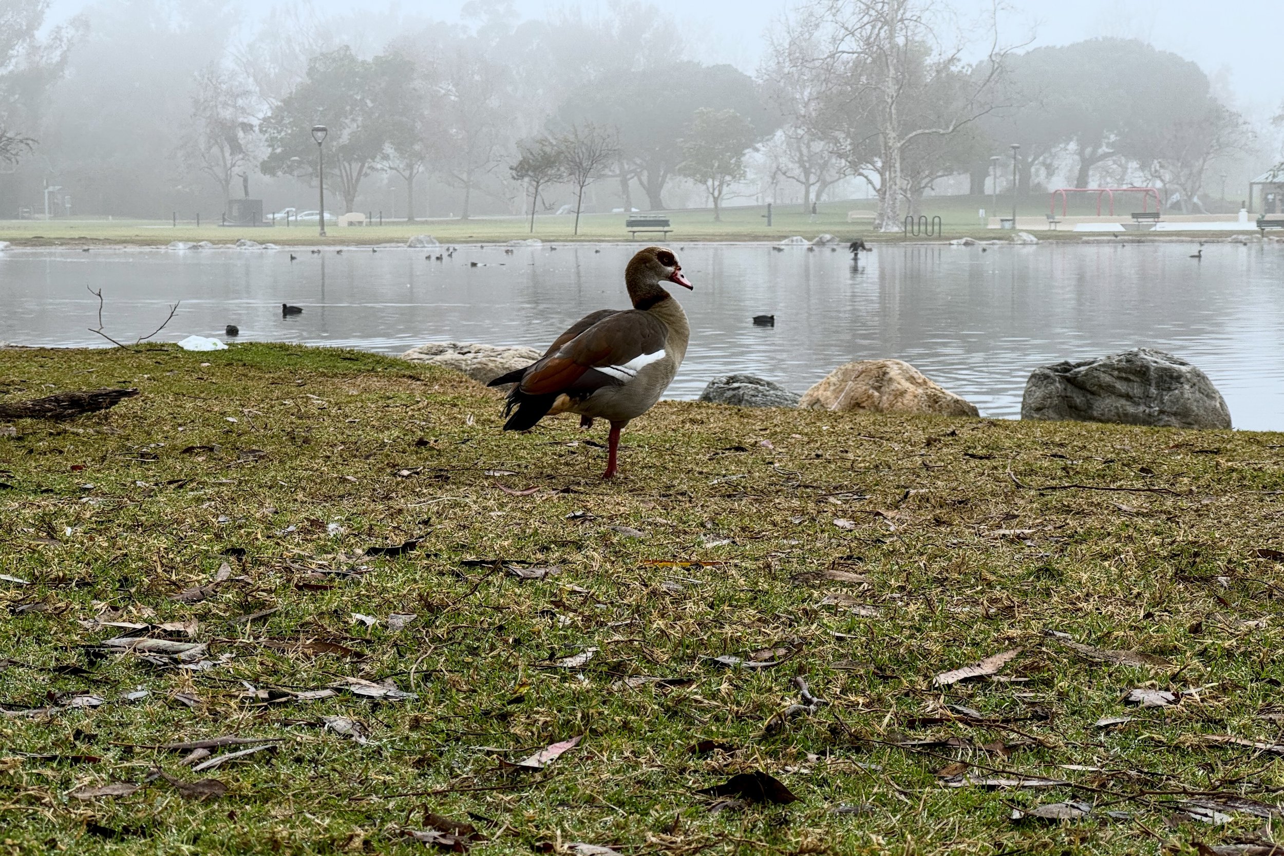 Egyptian Goose