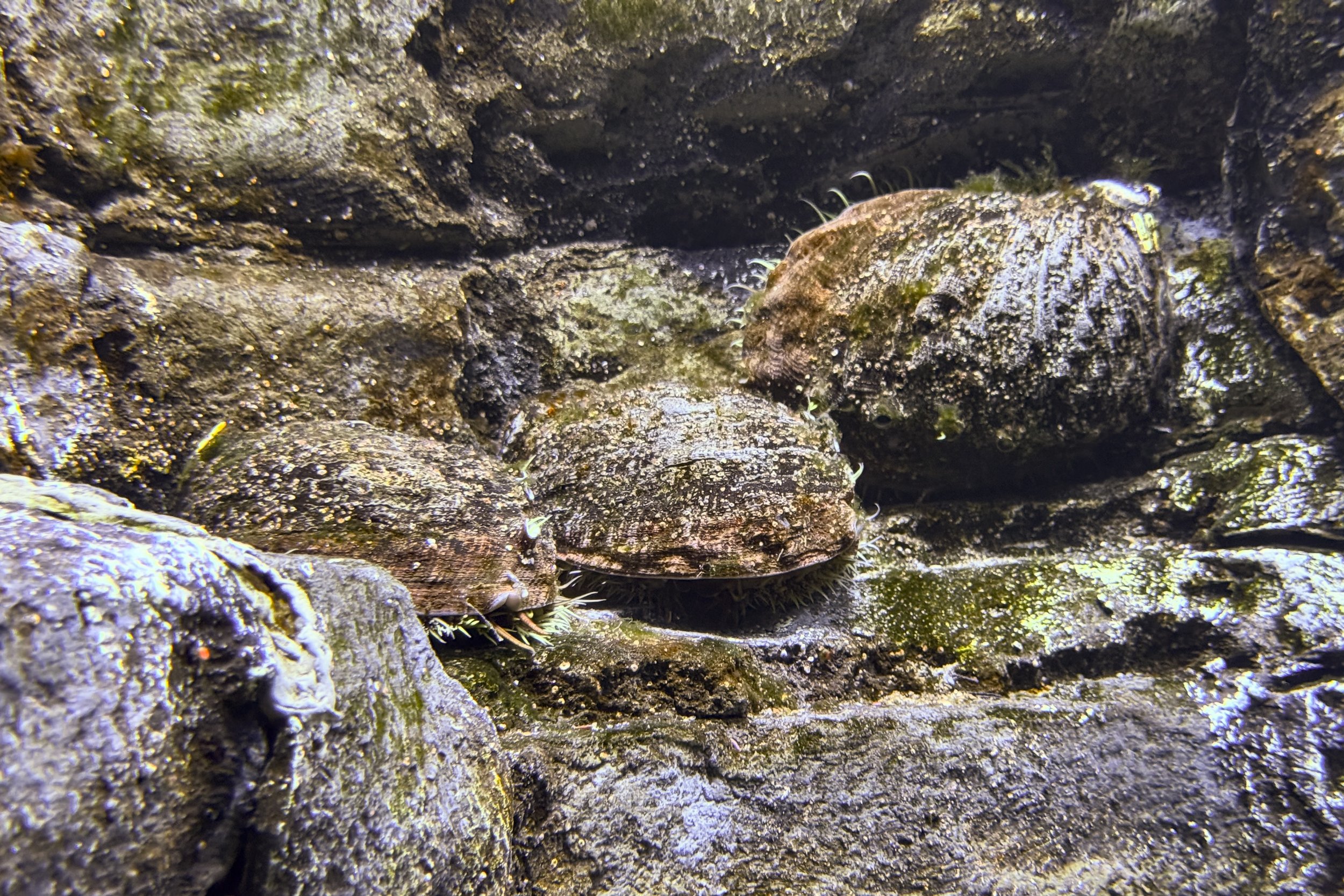Abalone