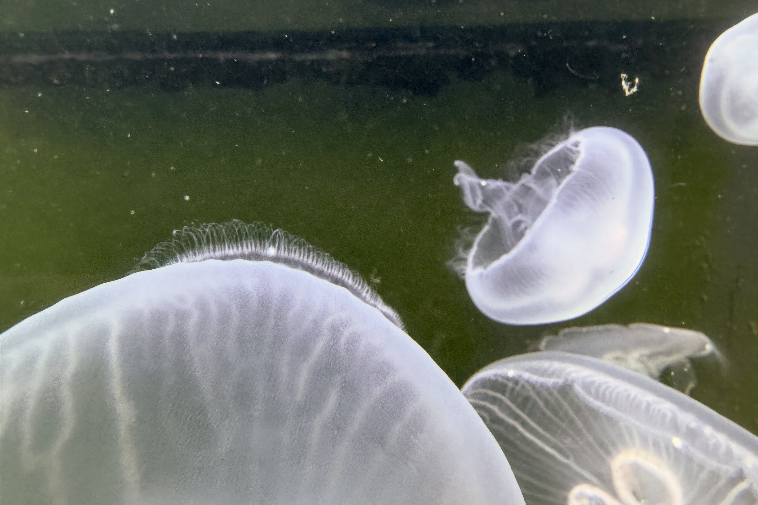Moon jellies