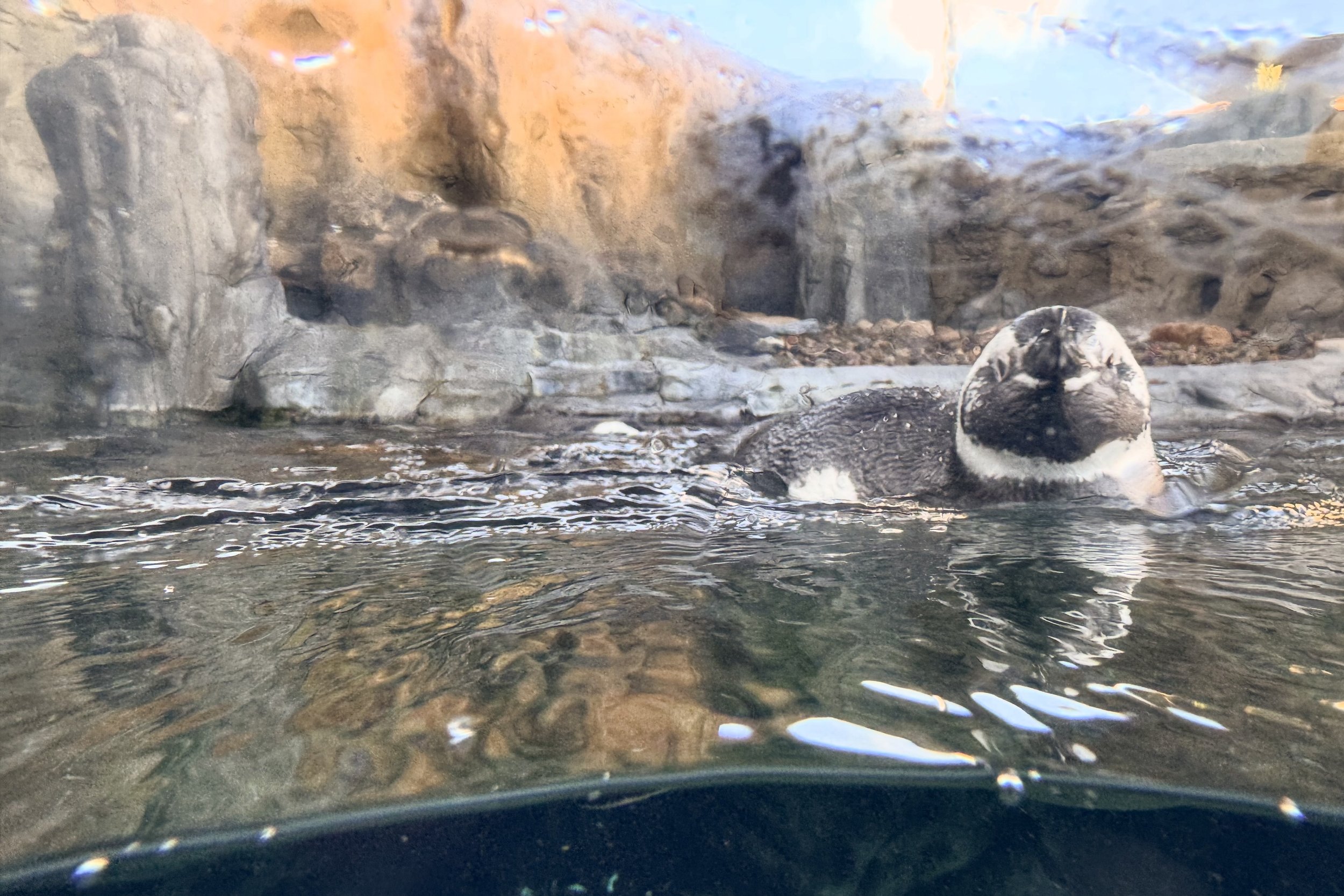Magellanic penguin